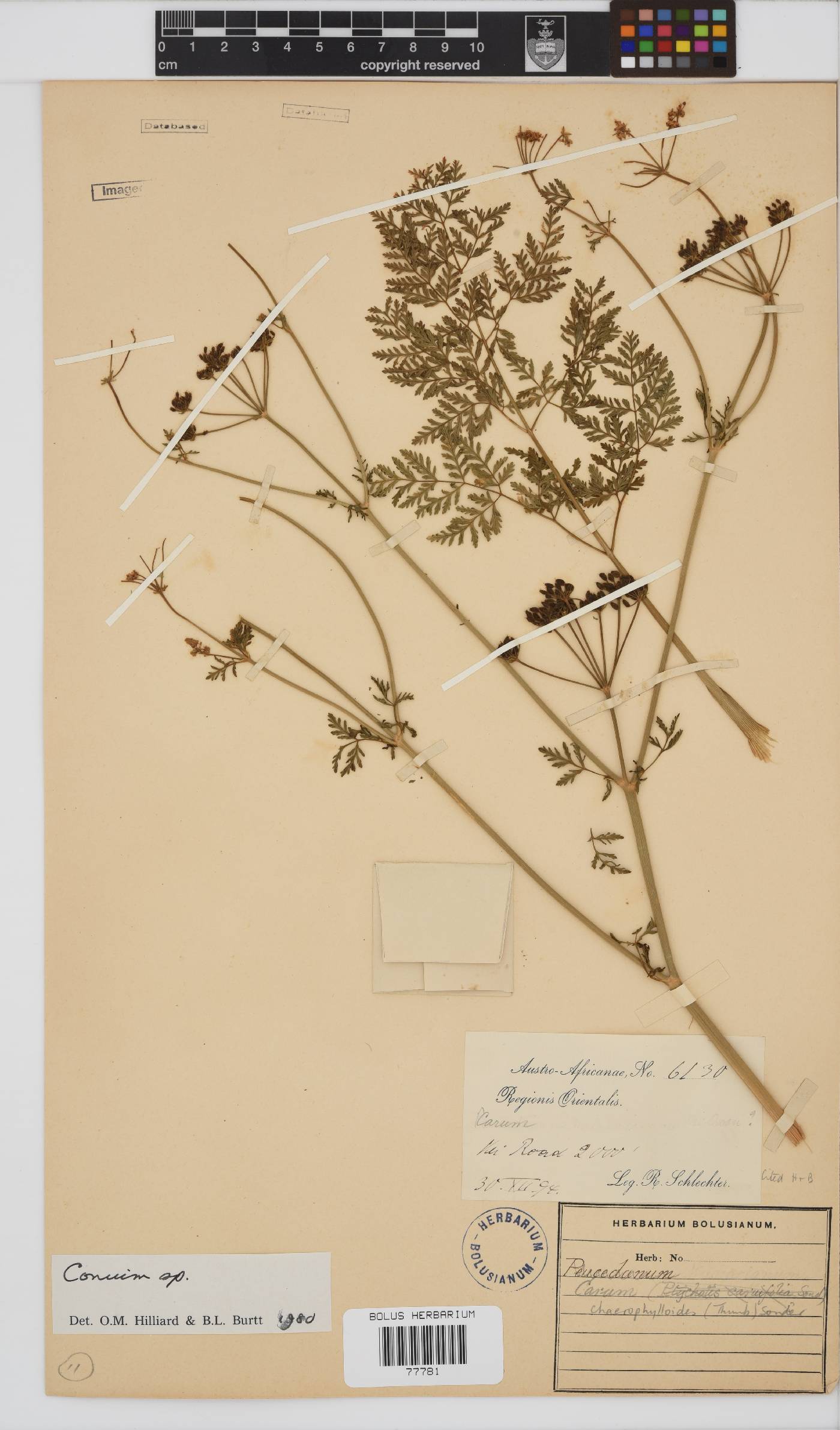 Conium chaerophylloides image