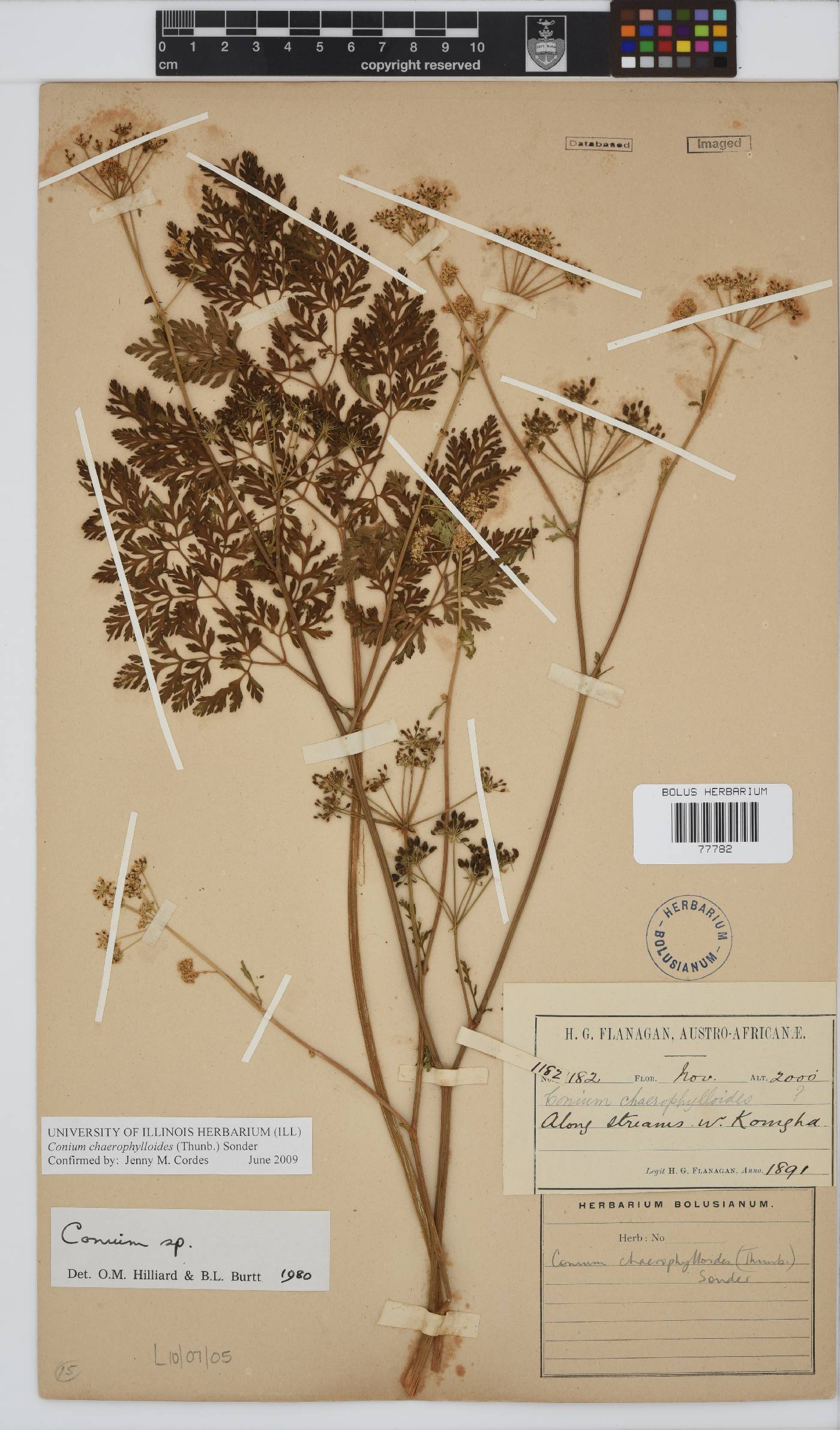Conium chaerophylloides image