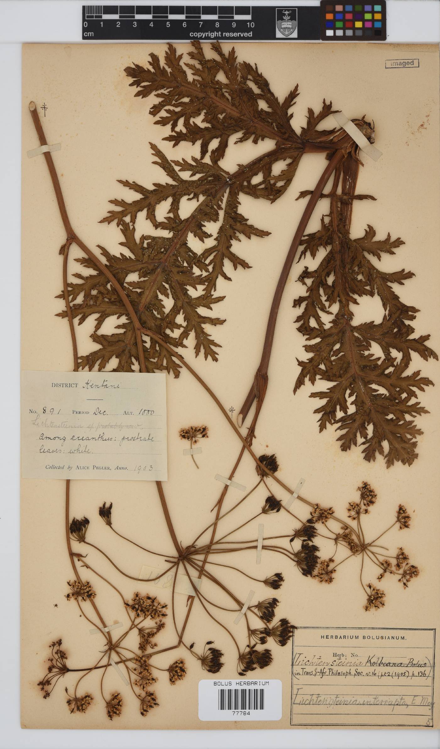 Lichtensteinia interrupta image