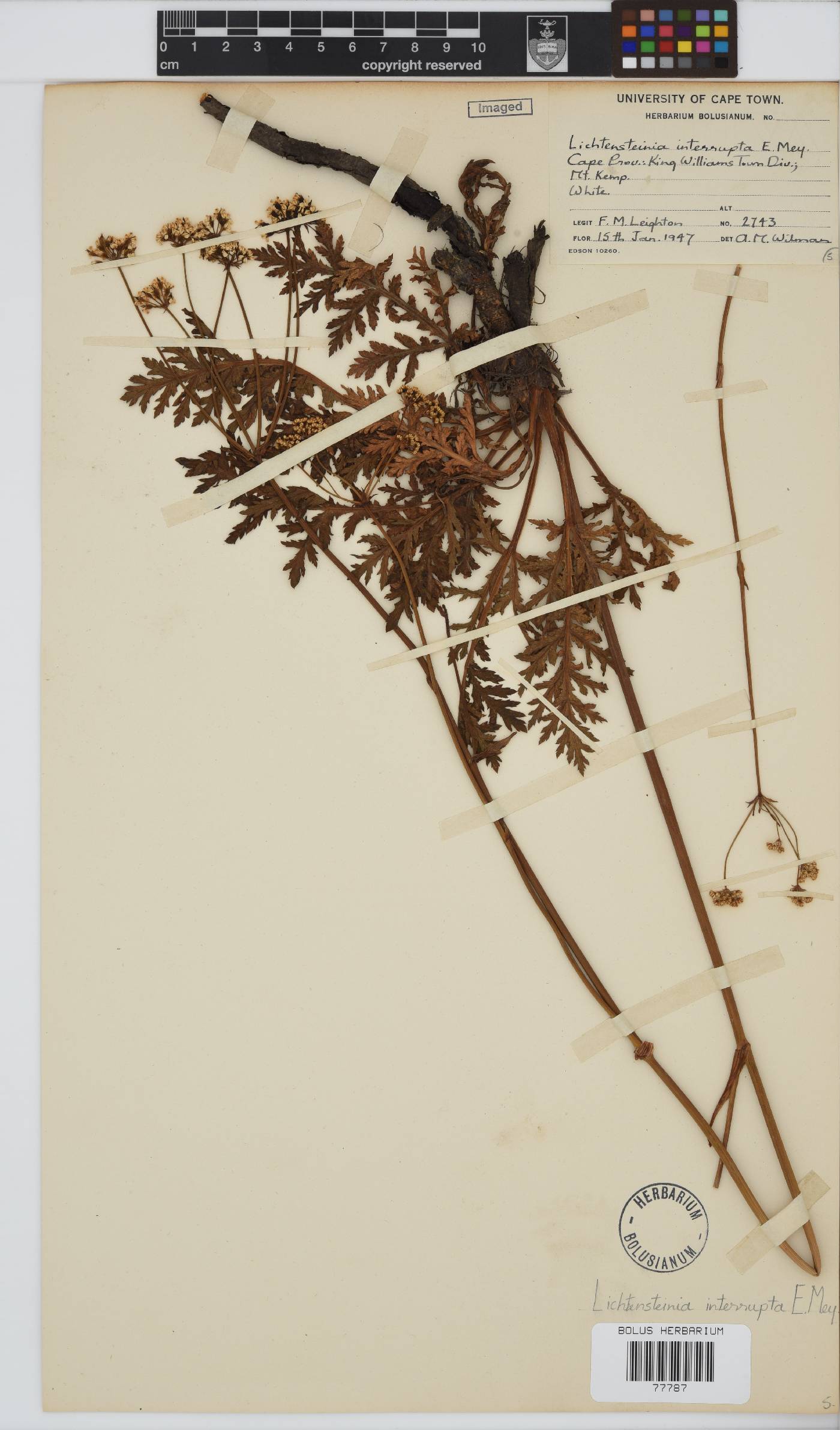 Lichtensteinia interrupta image