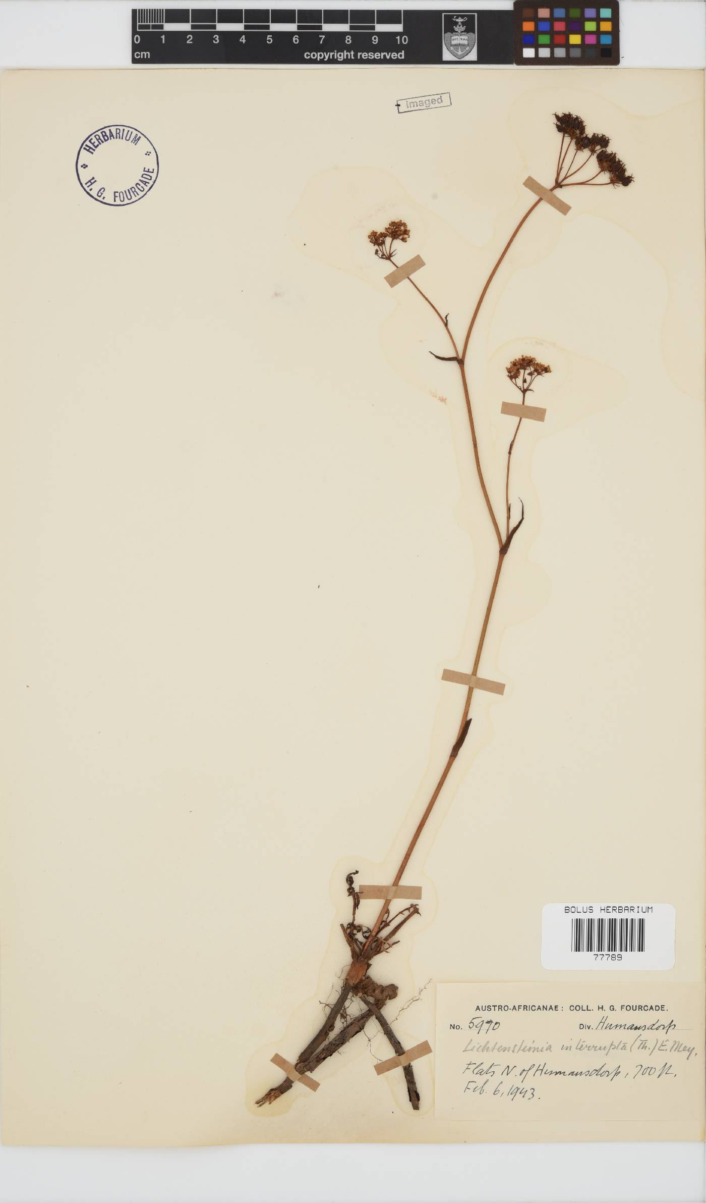 Lichtensteinia interrupta image