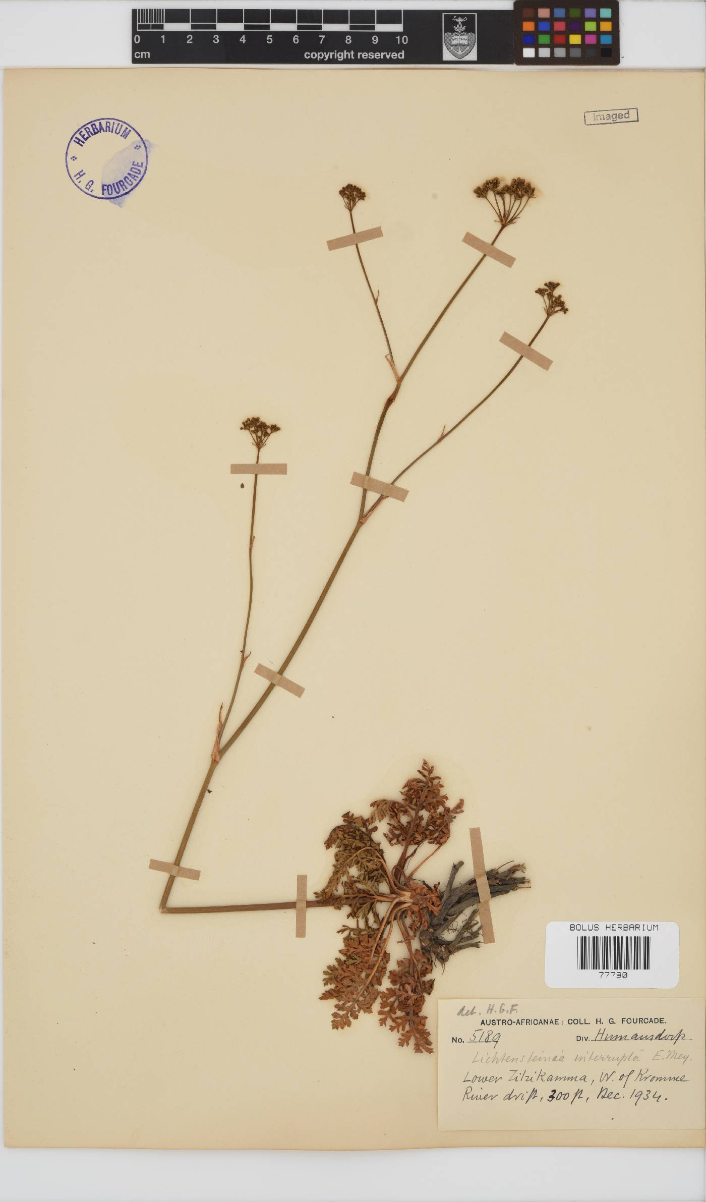 Lichtensteinia interrupta image