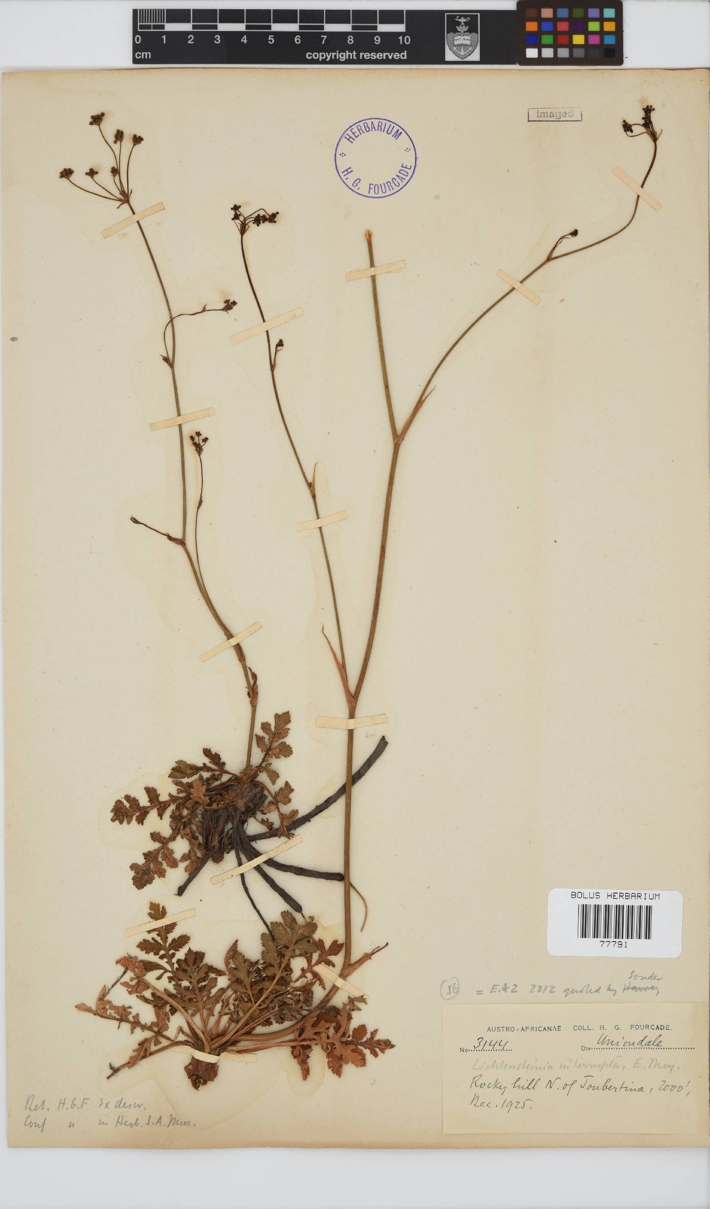 Lichtensteinia interrupta image