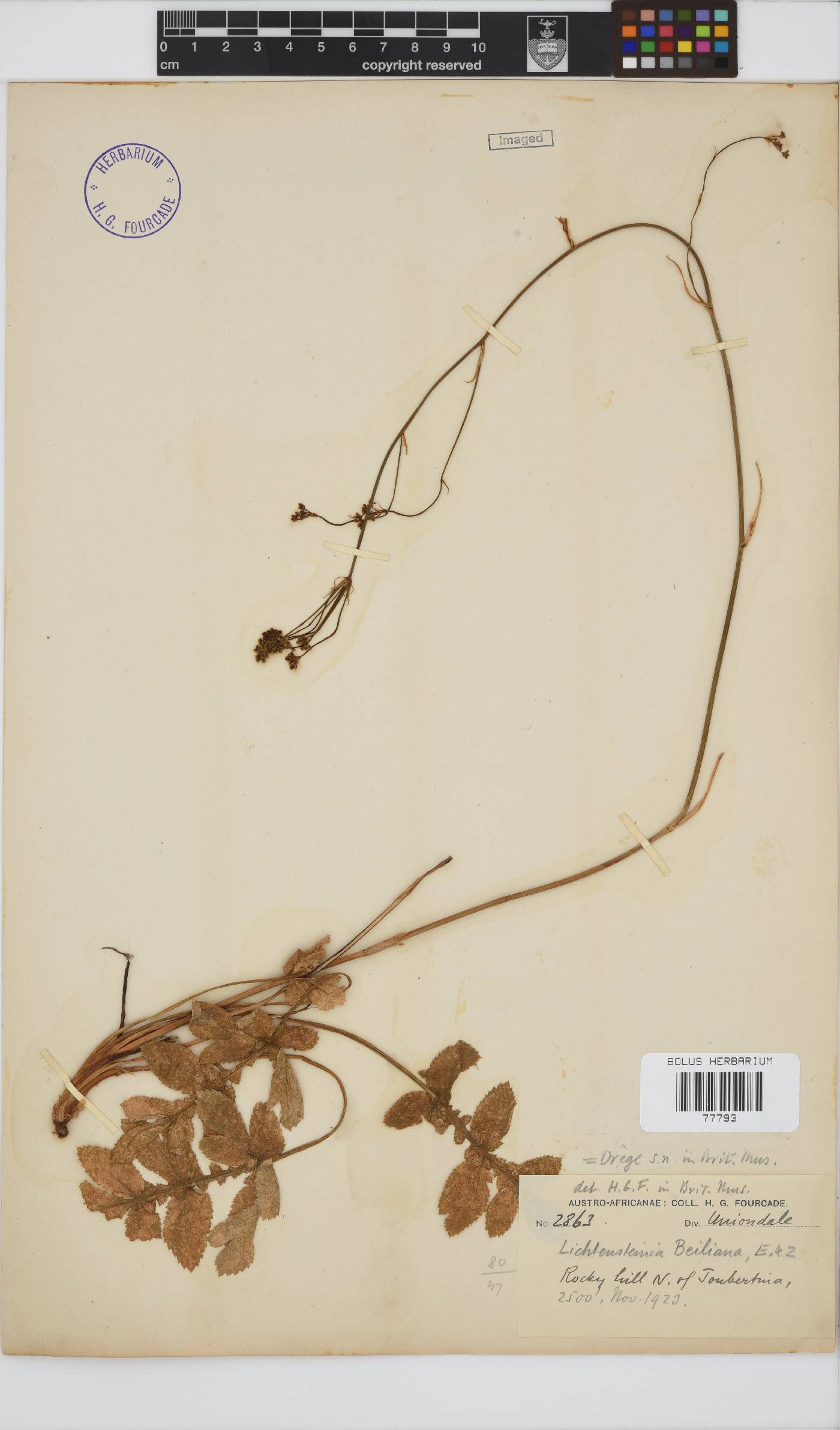 Lichtensteinia obscura image