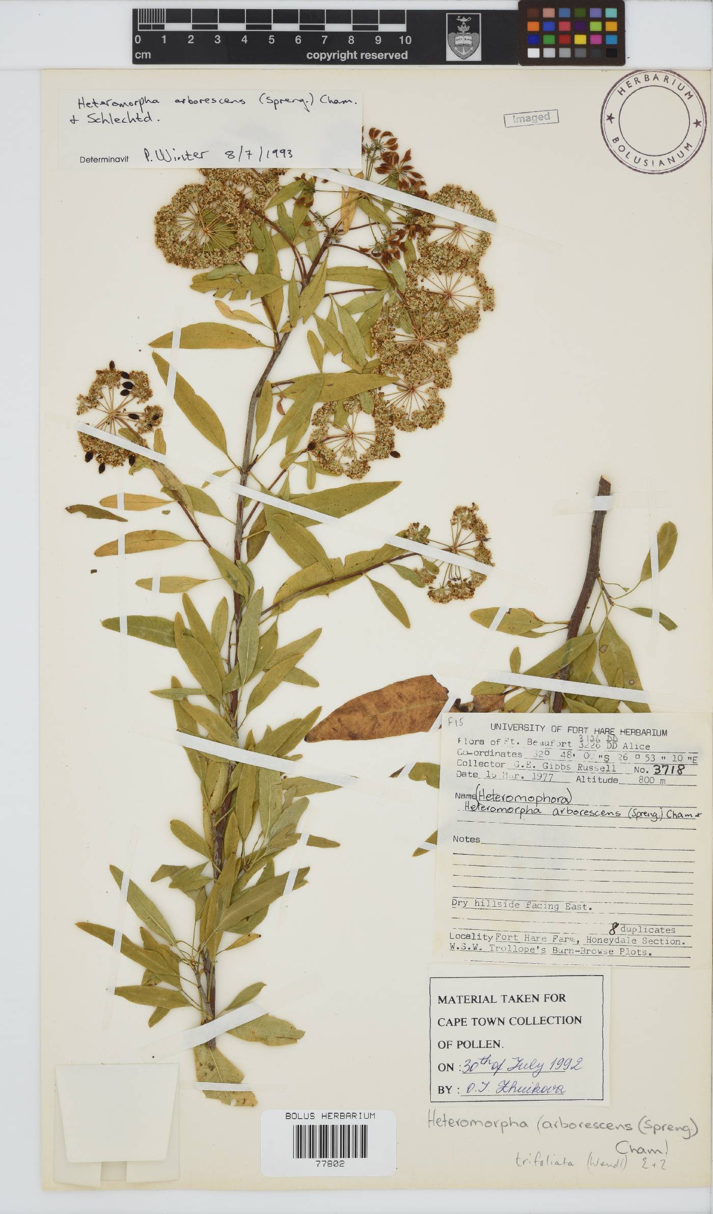 Heteromorpha arborescens image