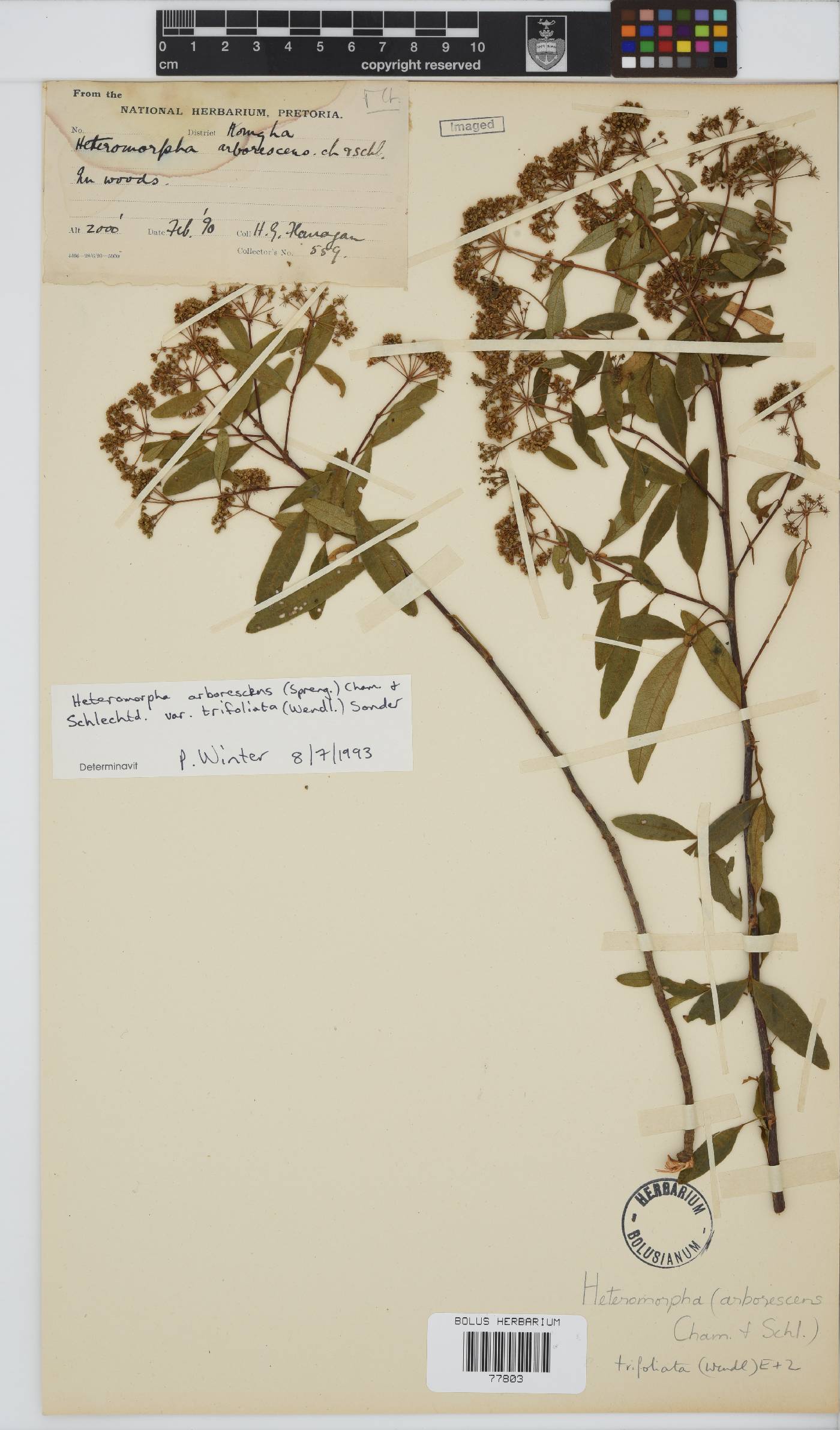 Heteromorpha arborescens image