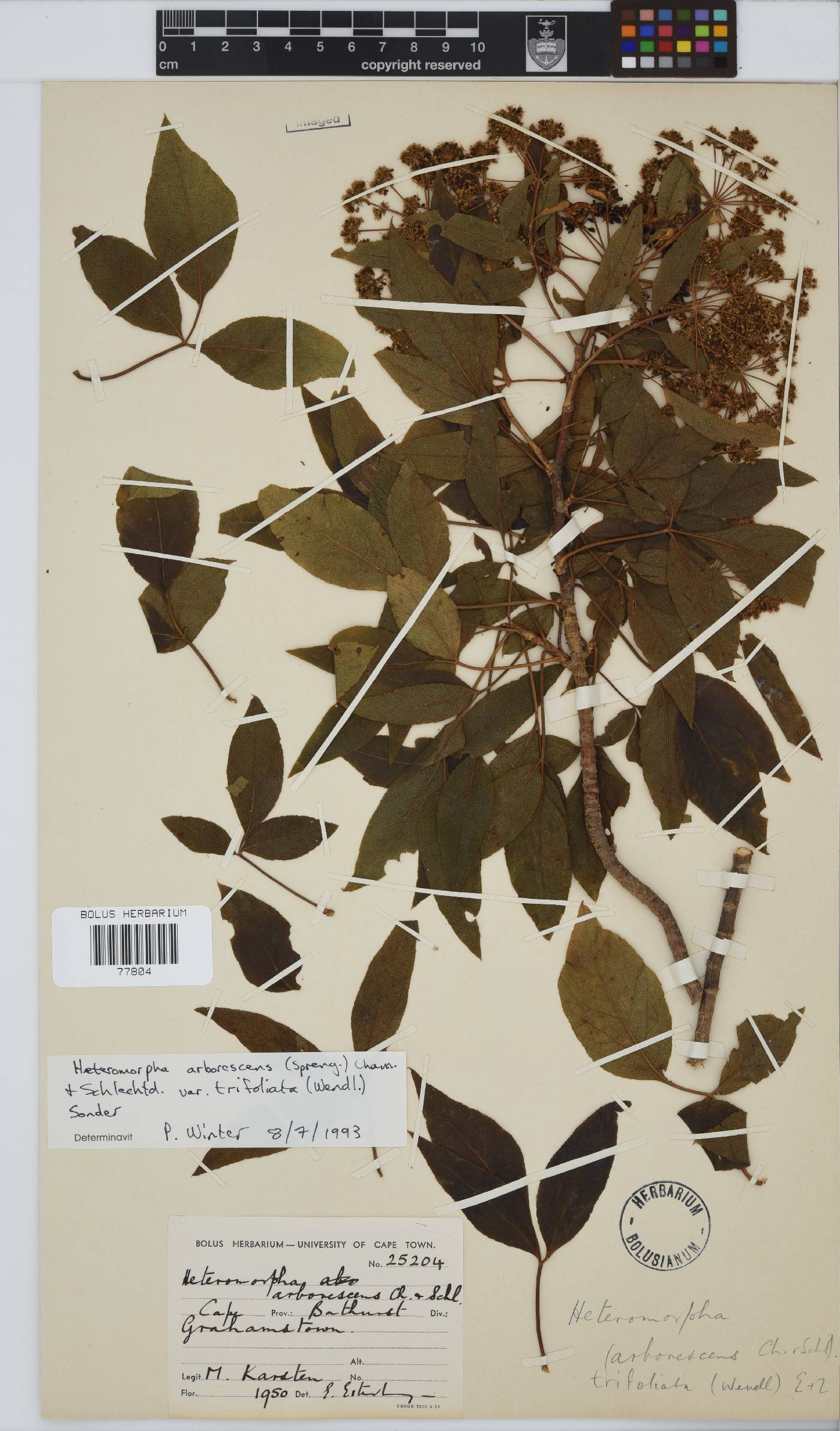 Heteromorpha arborescens var. abyssinica image