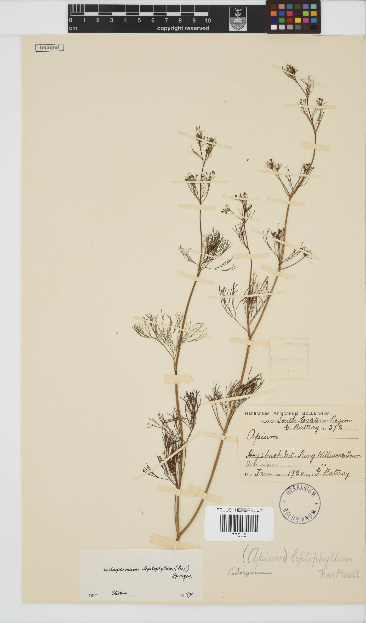 Cyclospermum leptophyllum image