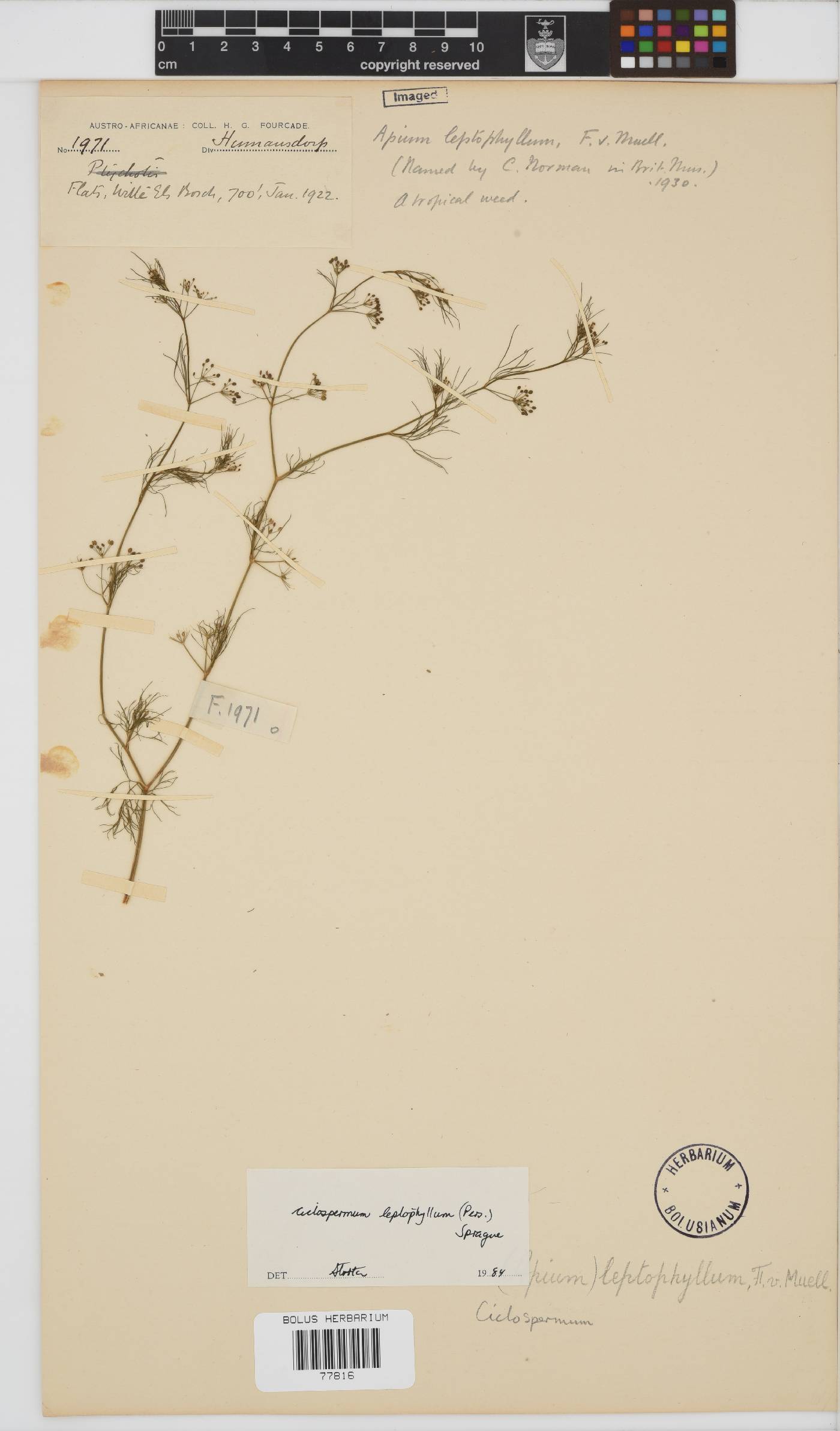 Cyclospermum leptophyllum image