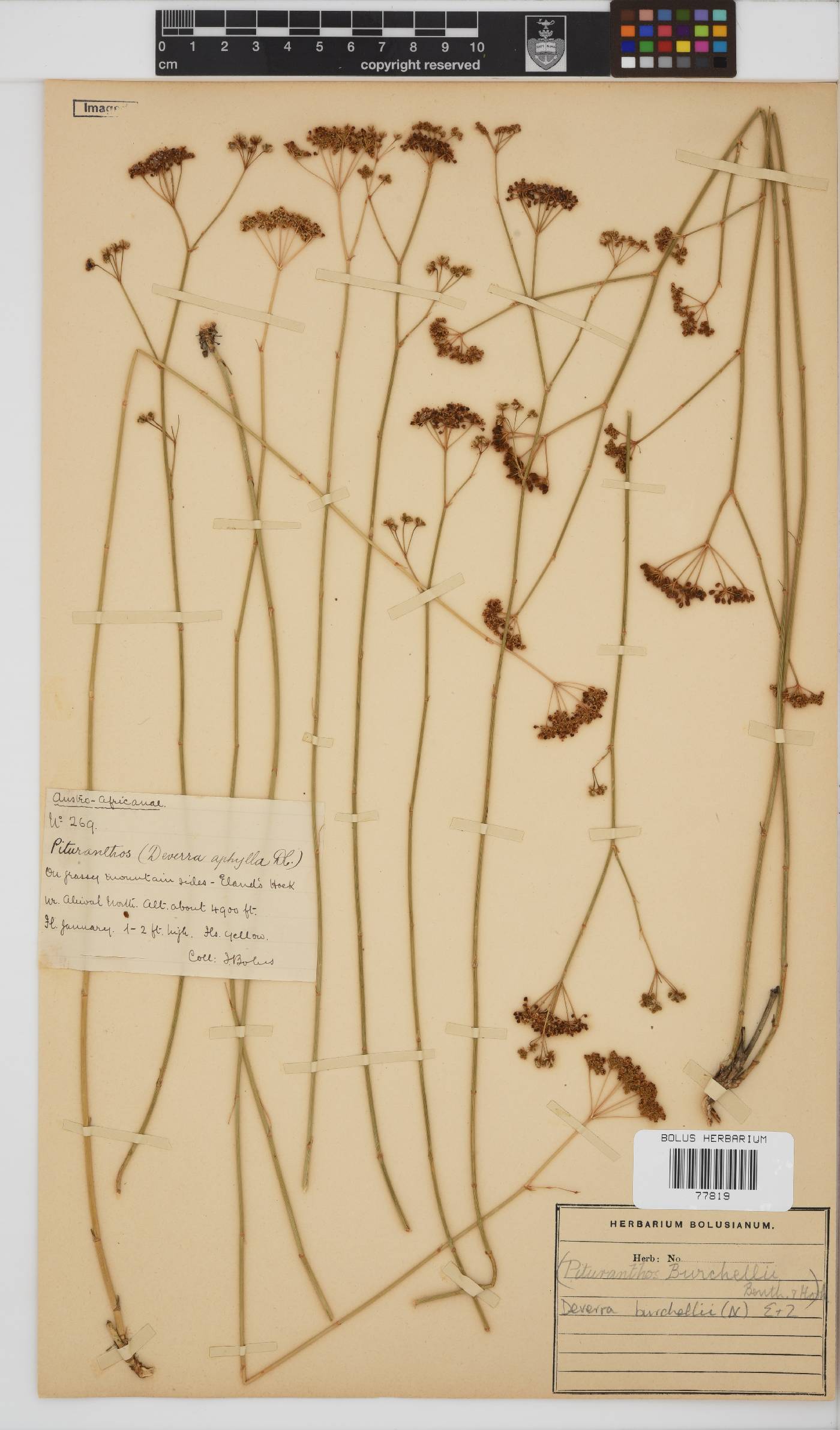 Deverra burchellii image