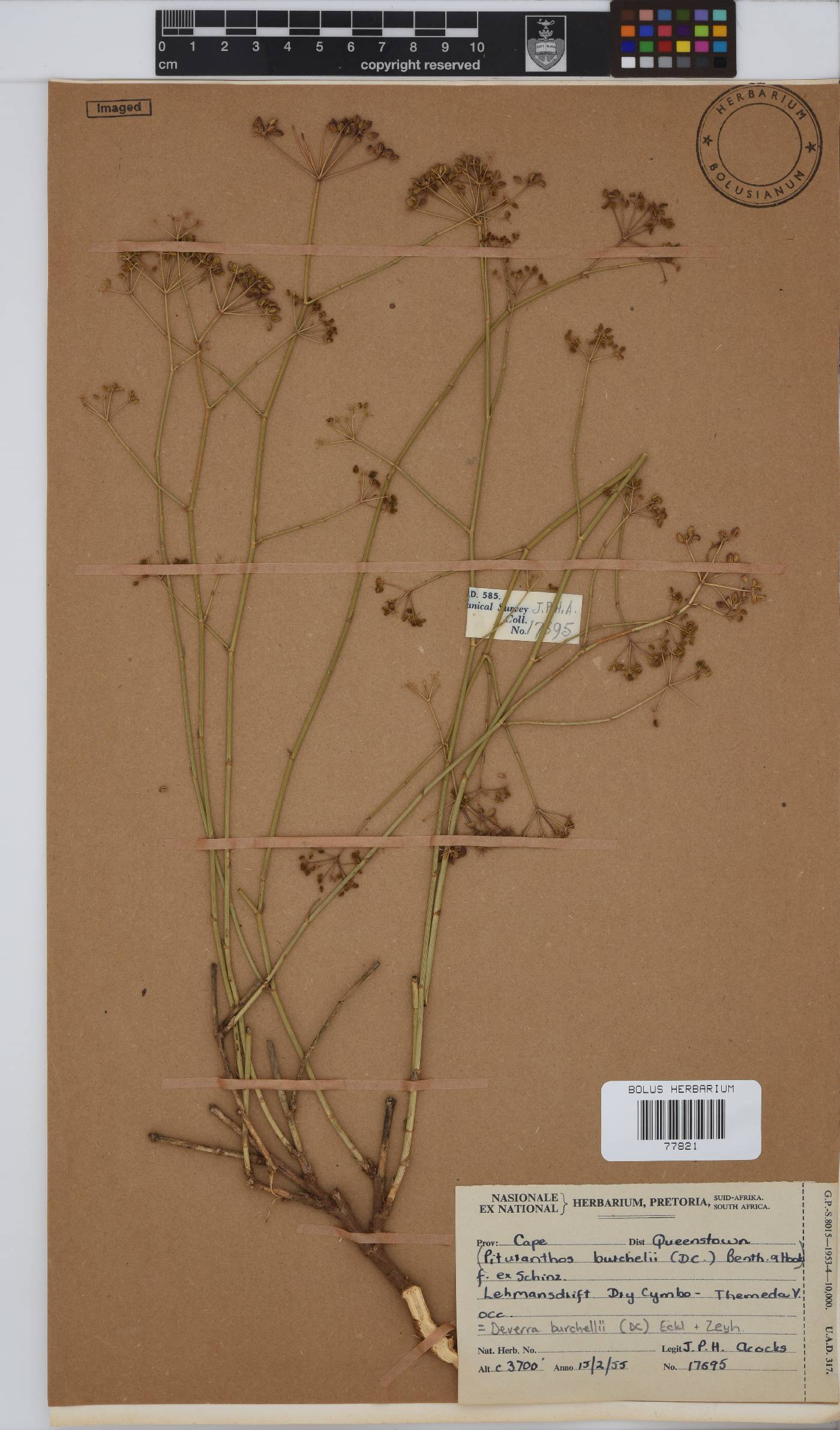 Deverra burchellii image