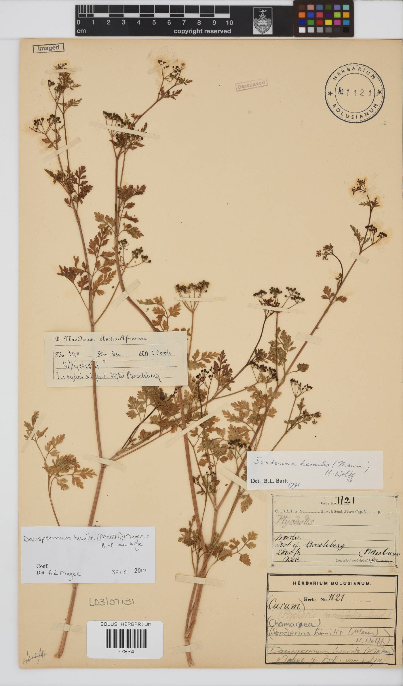 Dasispermum humile image