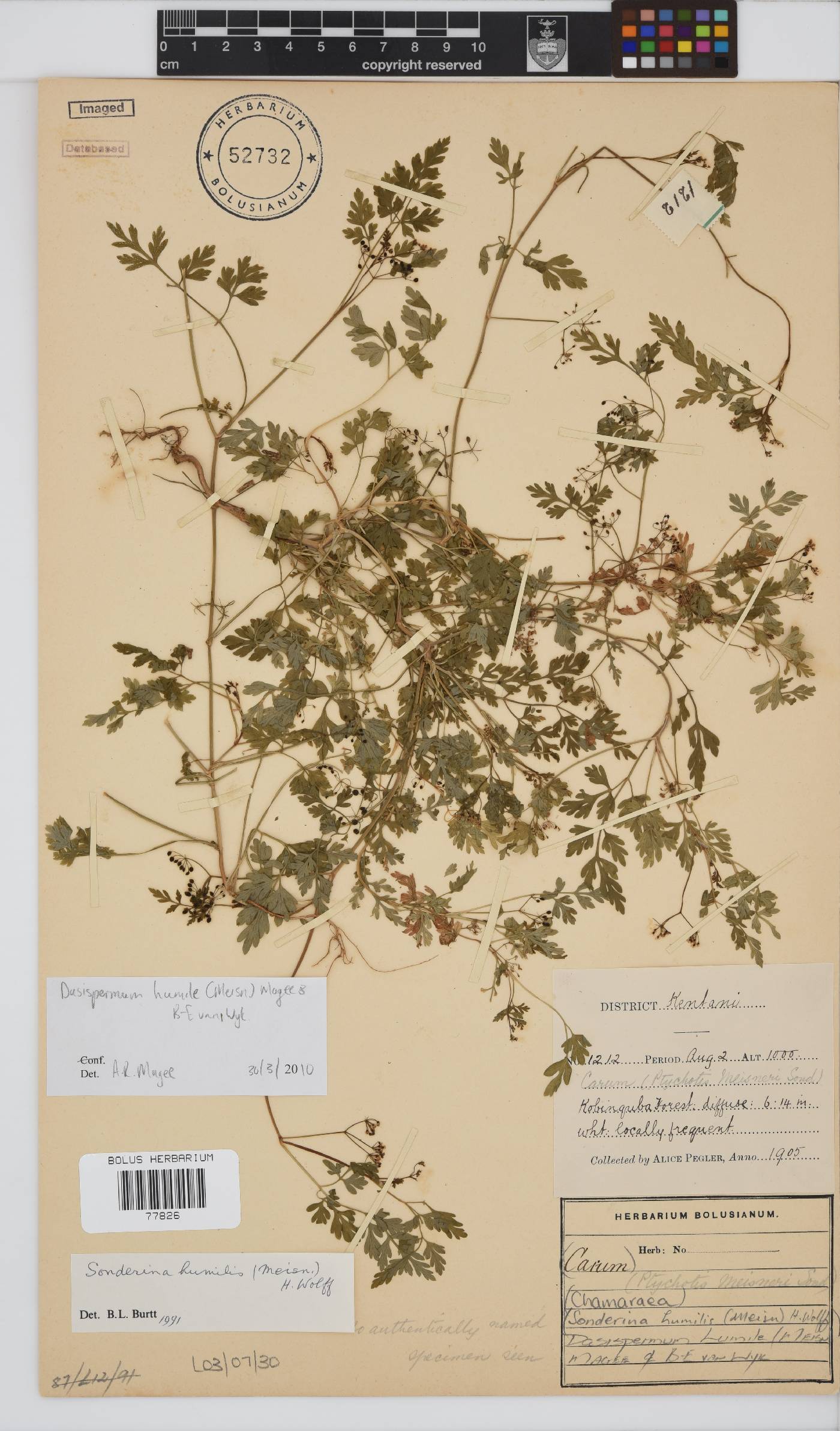Dasispermum humile image
