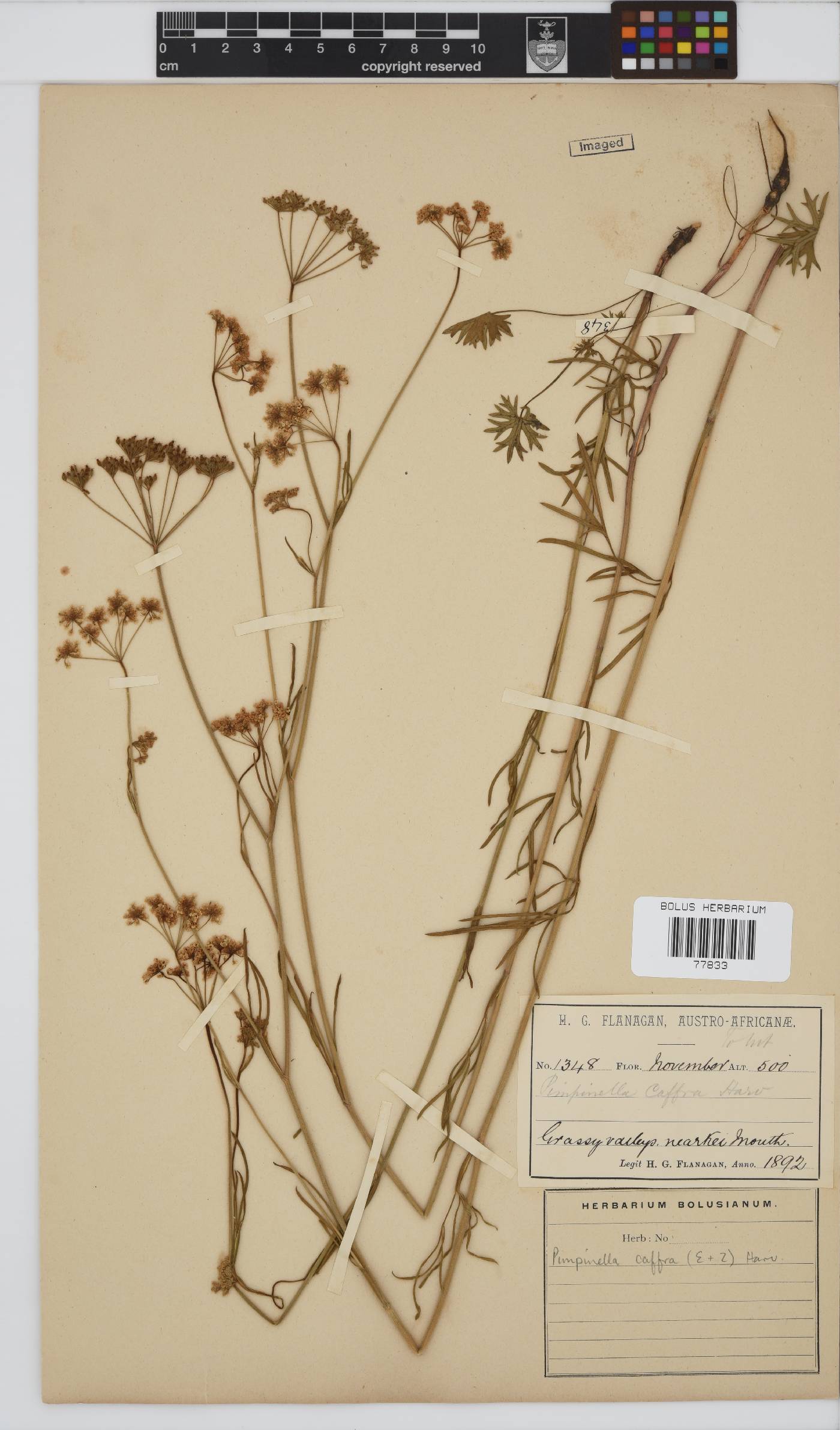 Pimpinella caffra image