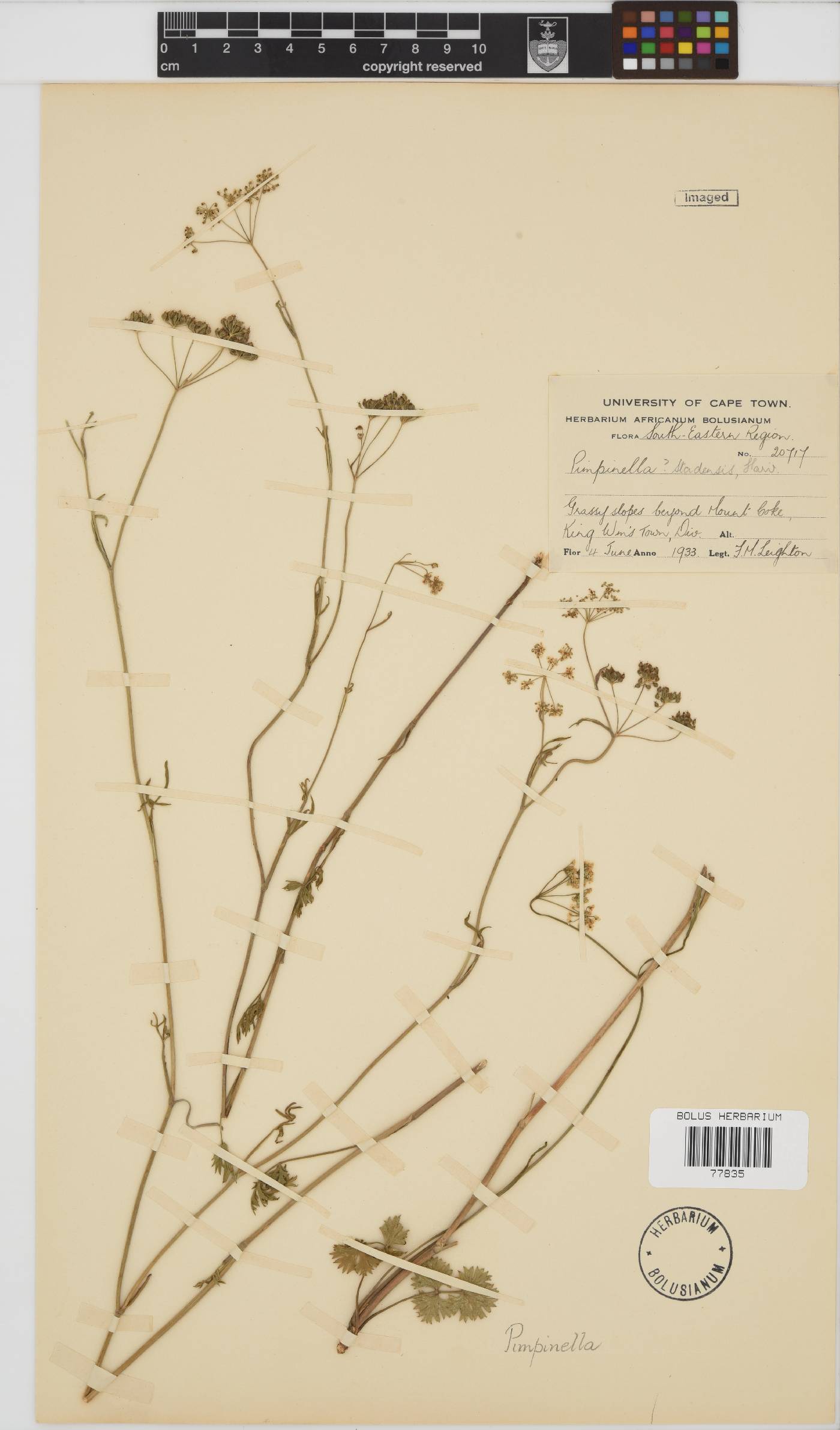 Pimpinella caffra image