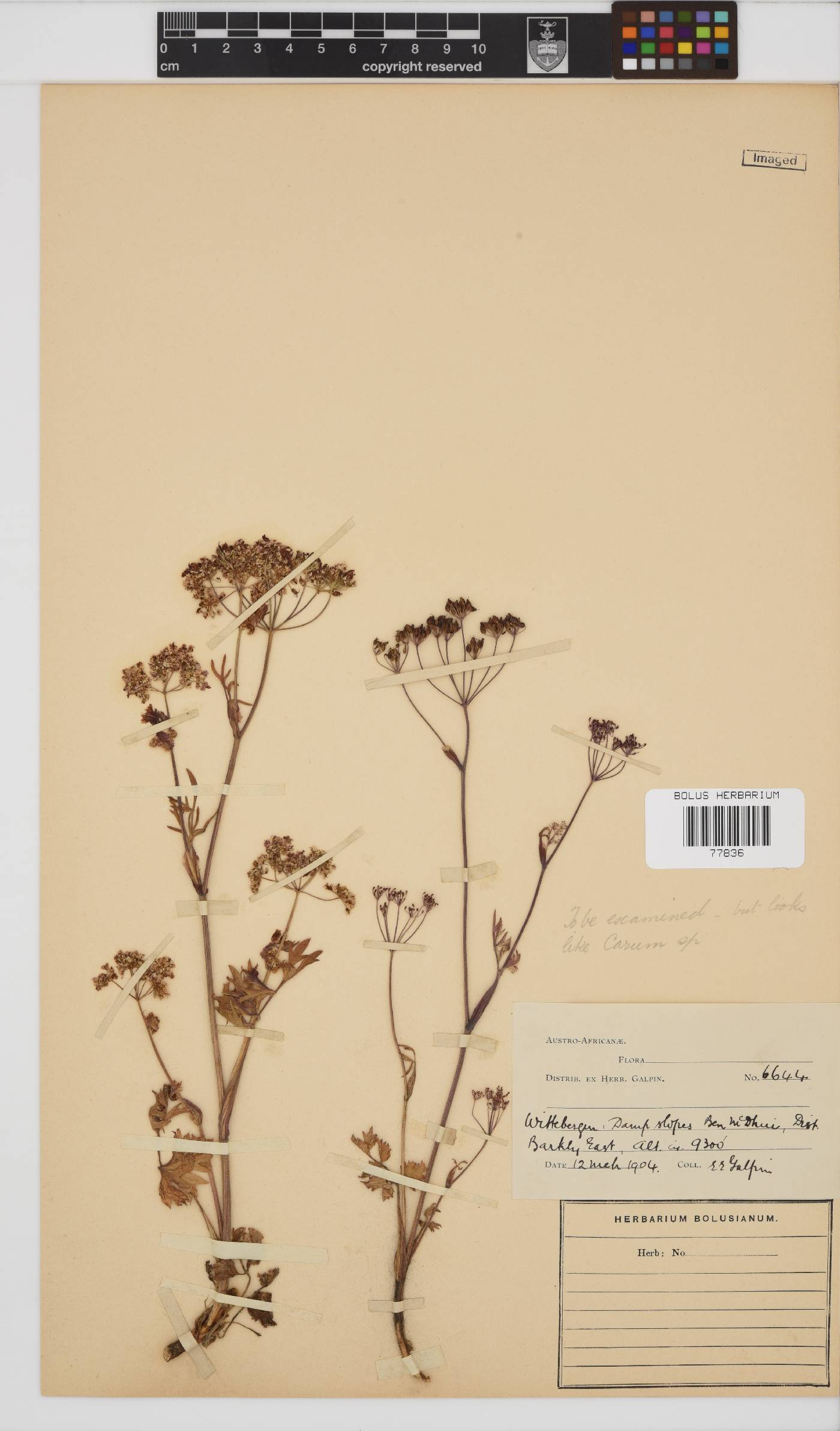 Pimpinella caffra image
