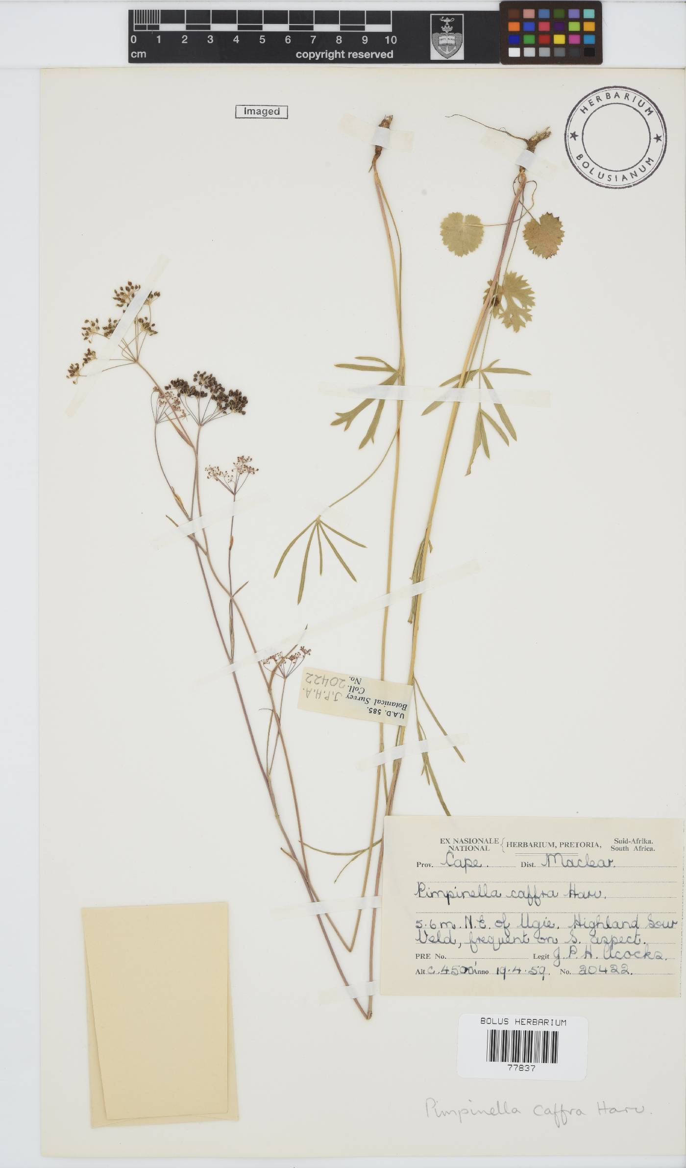 Pimpinella caffra image
