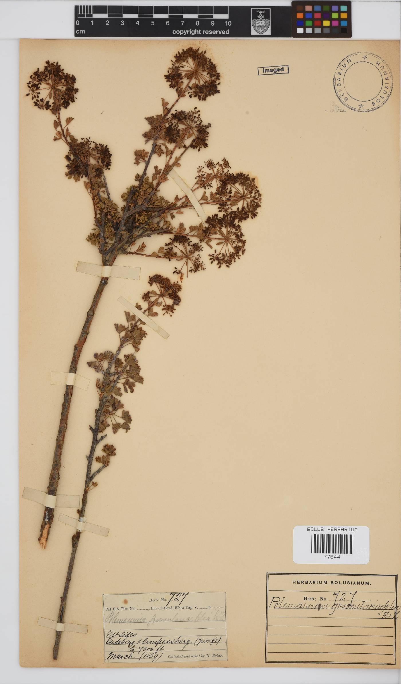 Polemannia image