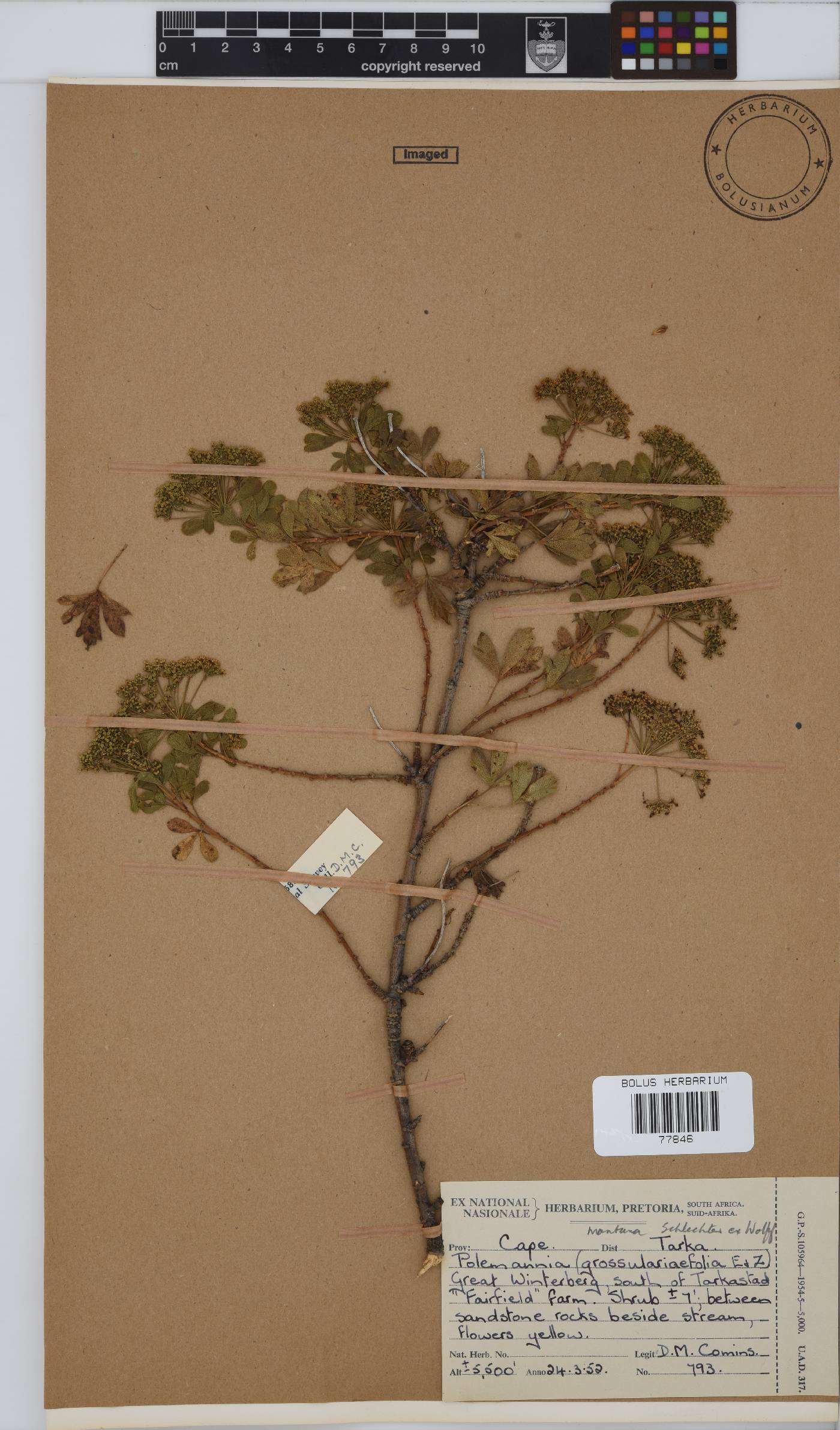 Polemannia montana image
