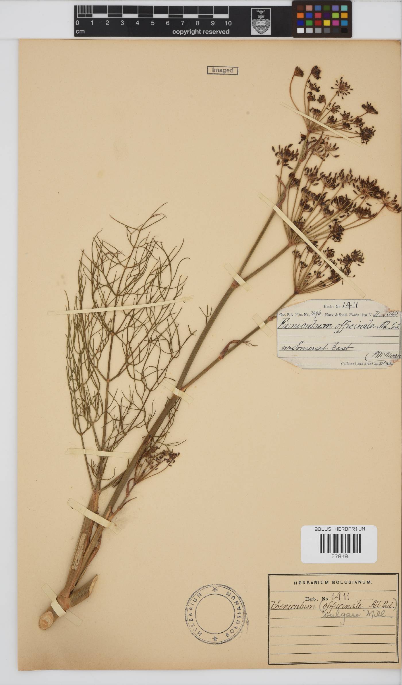 Foeniculum vulgare image
