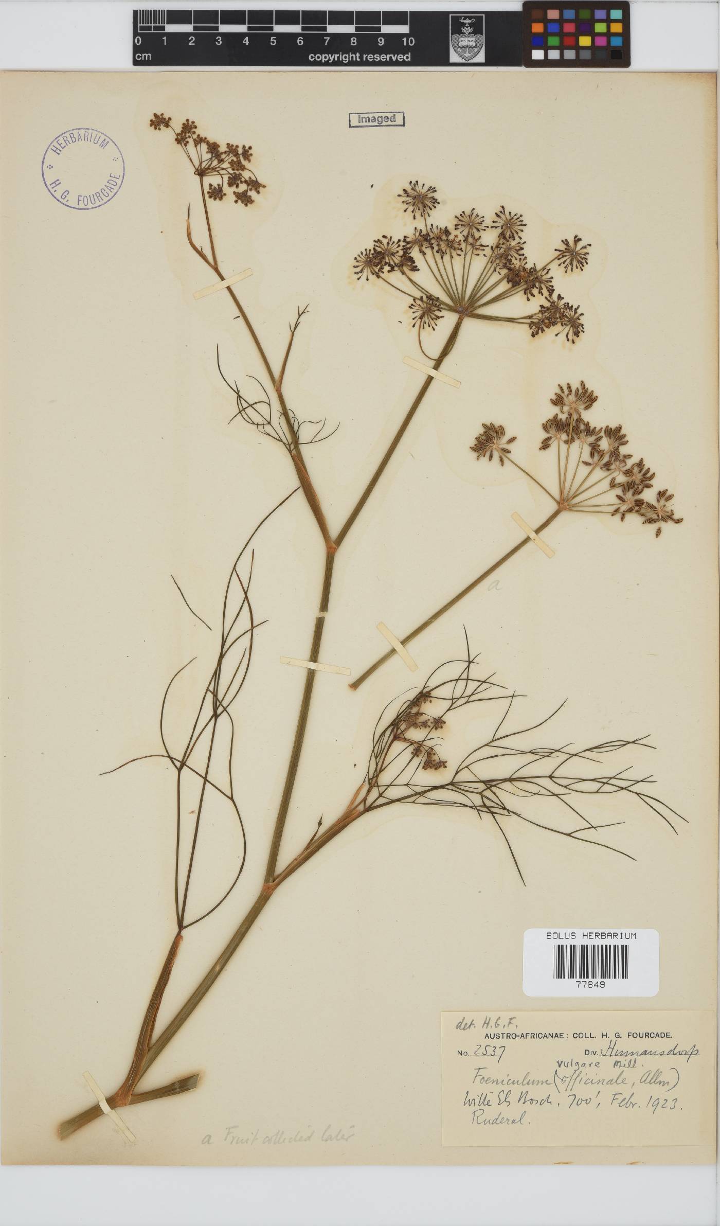 Foeniculum image