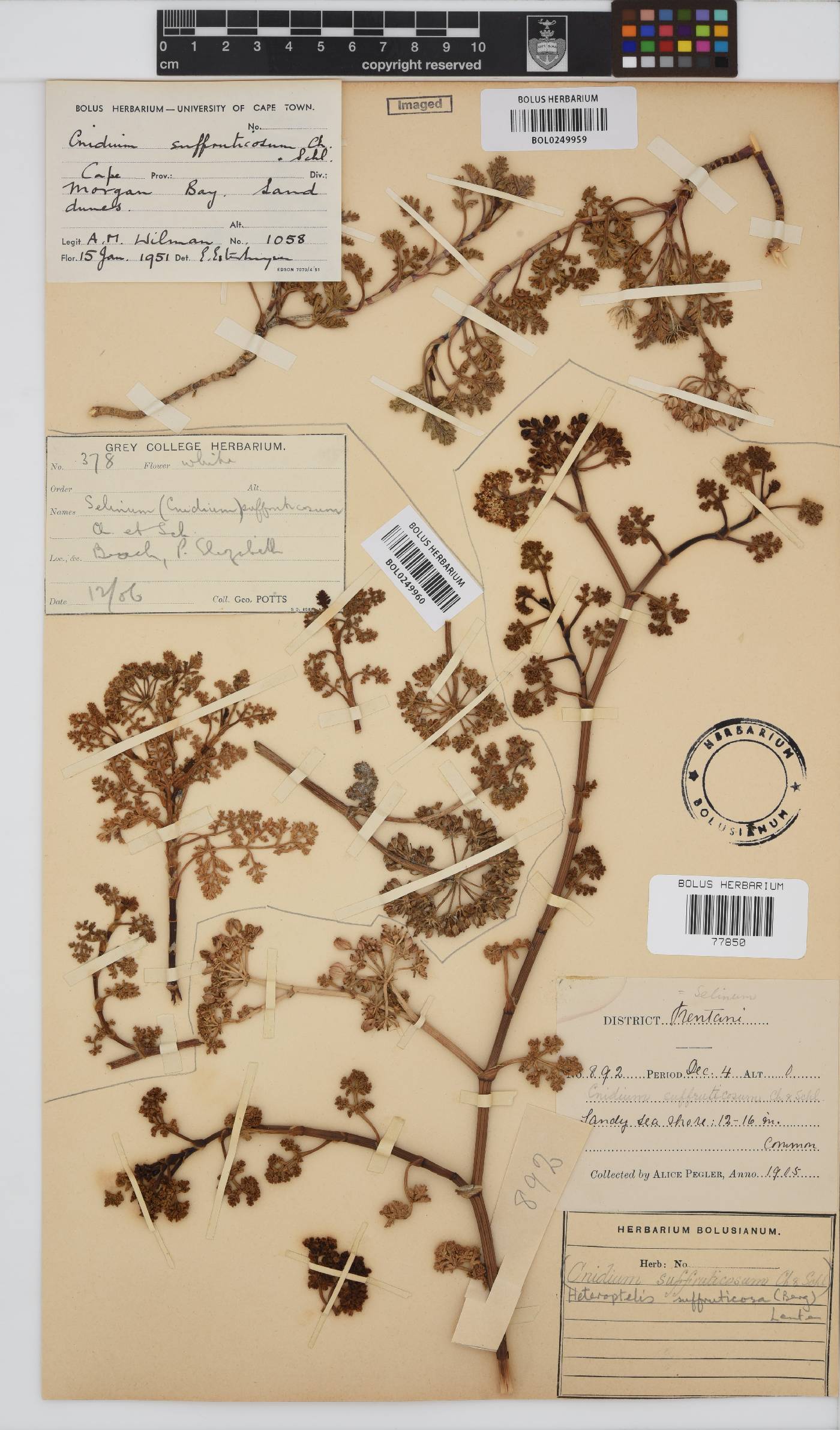 Dasispermum suffruticosum image