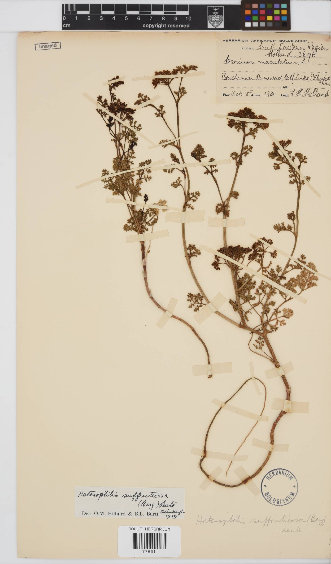 Dasispermum suffruticosum image