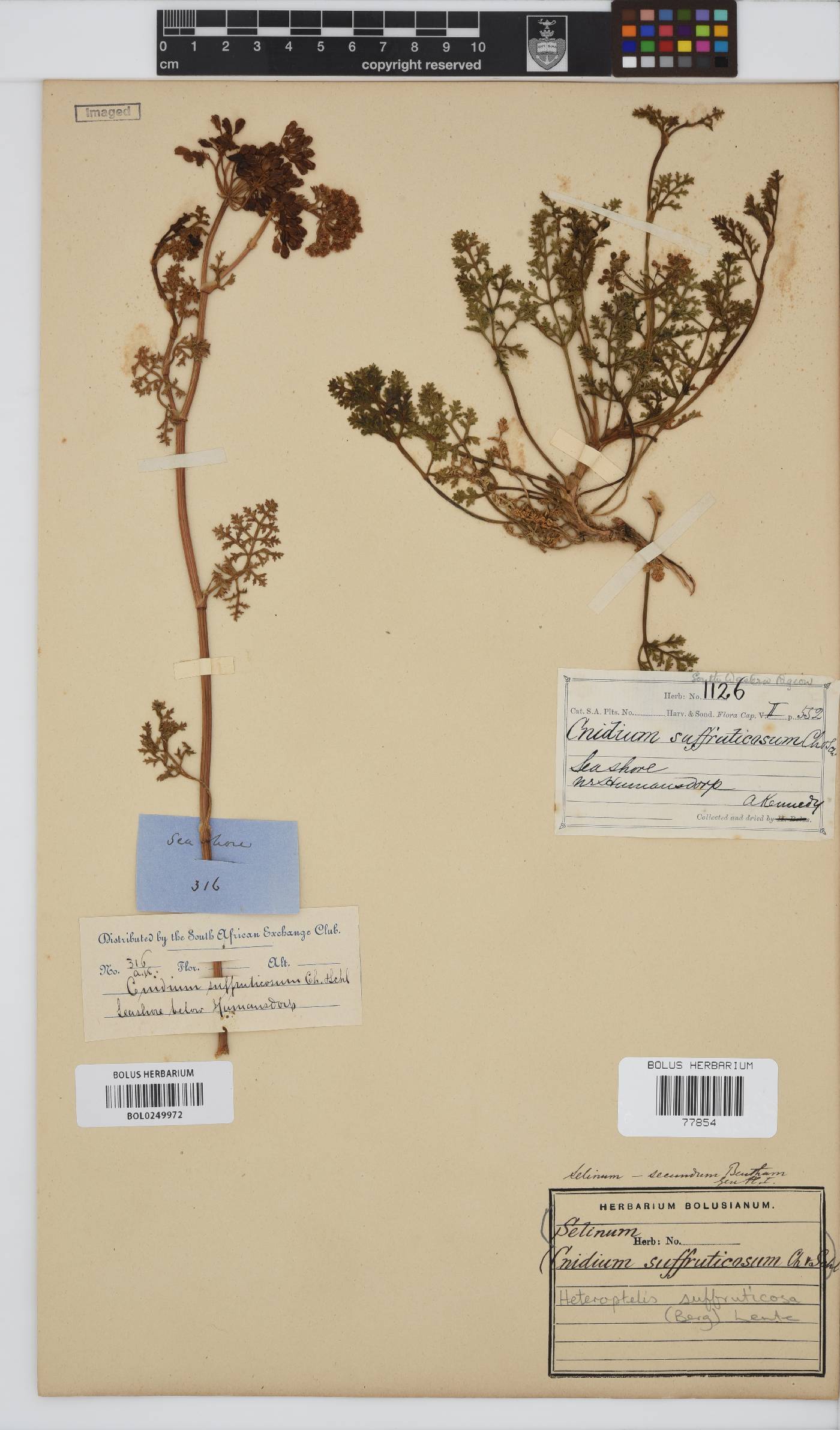 Dasispermum image