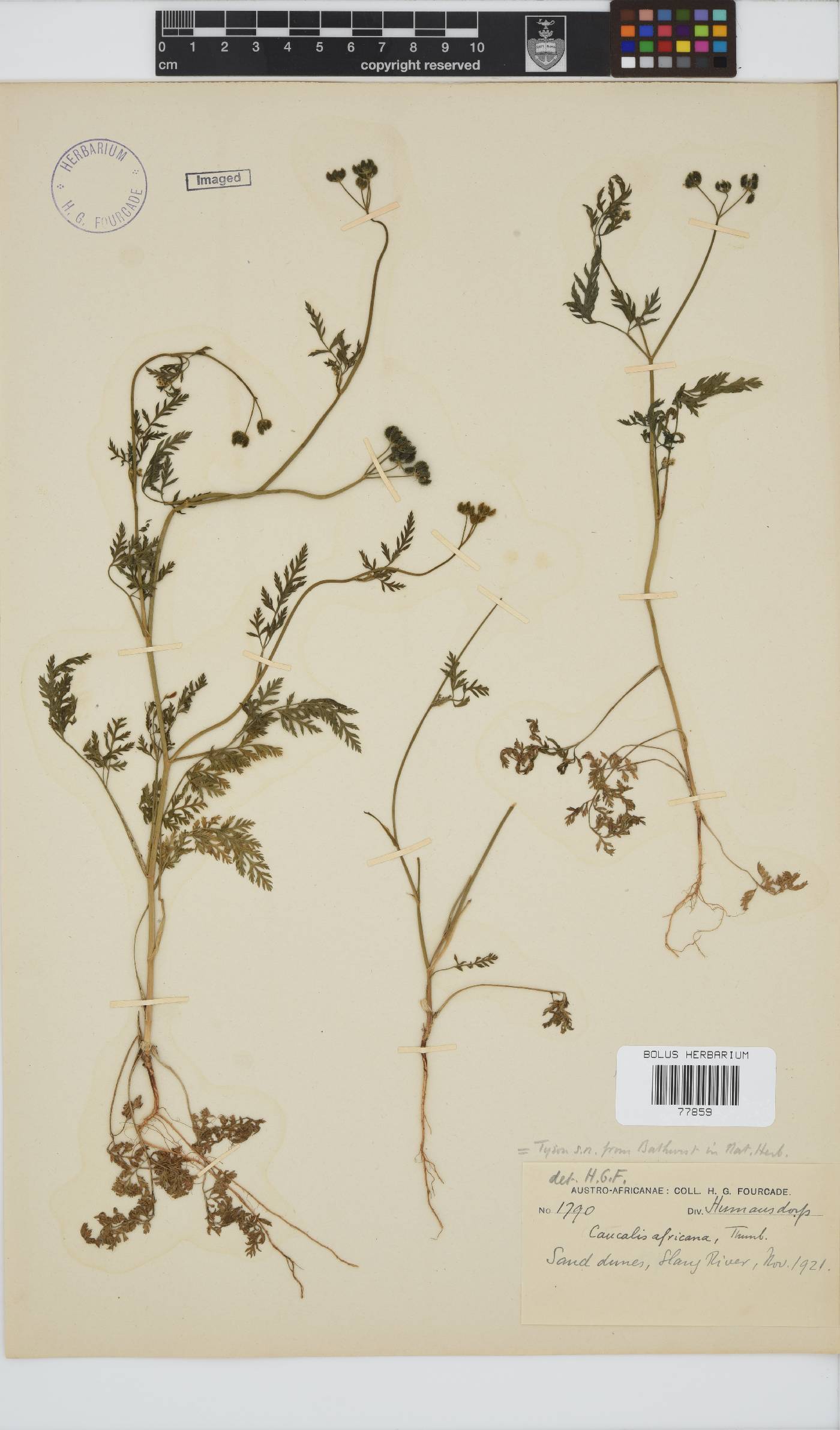 Capnophyllum africanum image