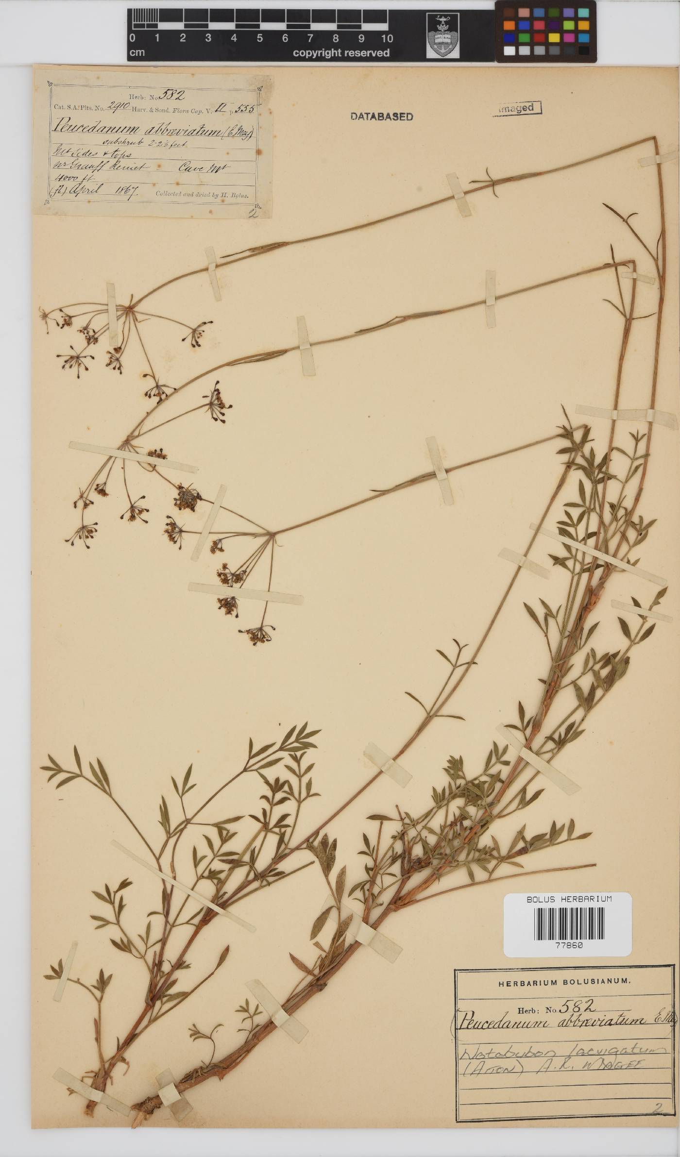 Notobubon laevigatum image
