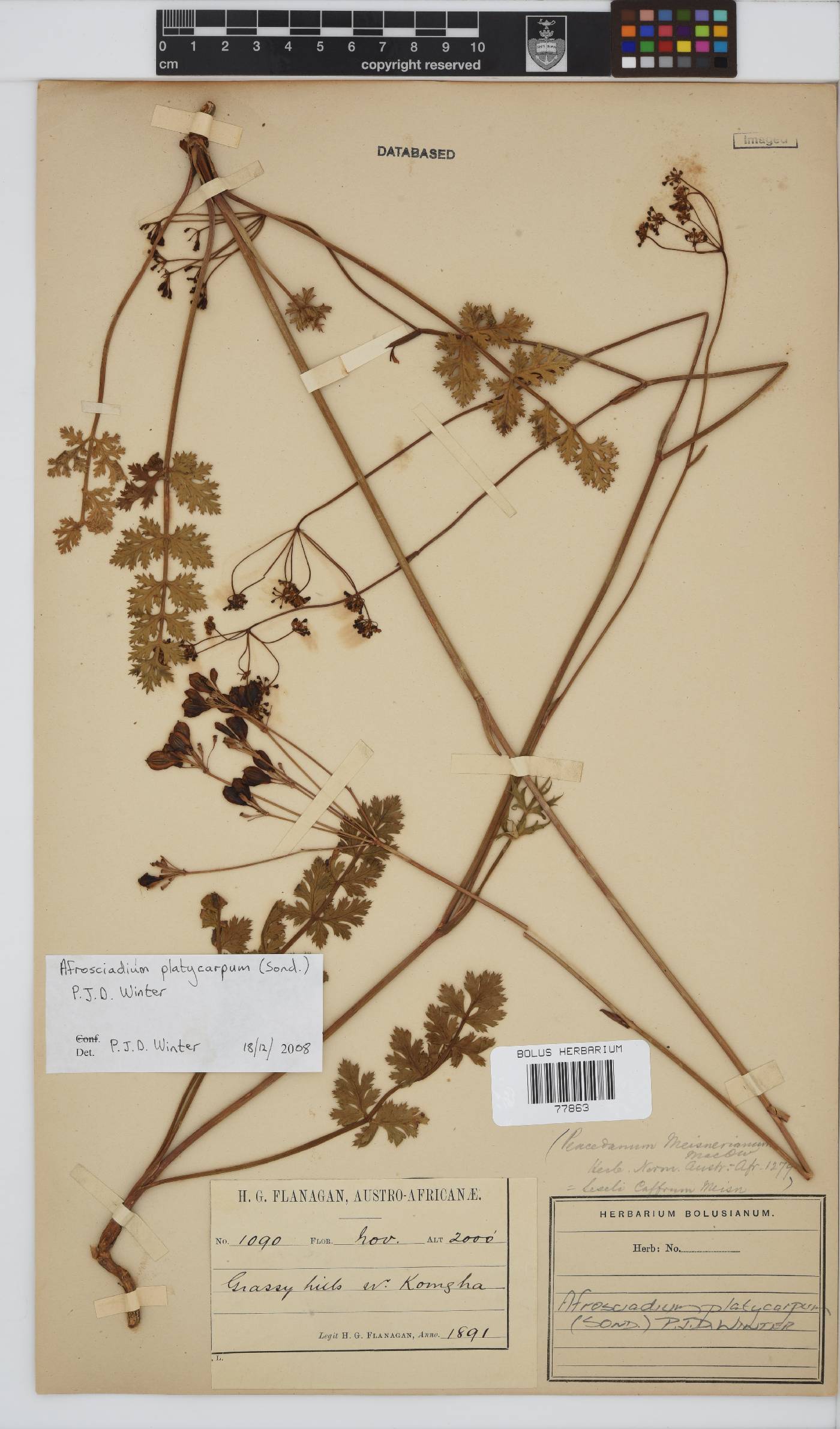 Afrosciadium platycarpum image