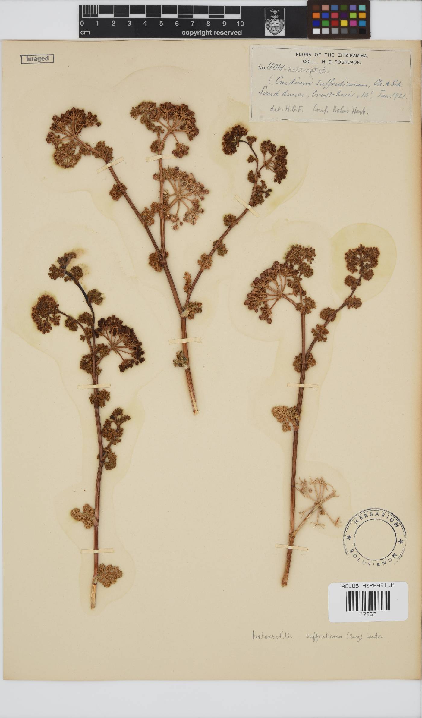 Dasispermum image