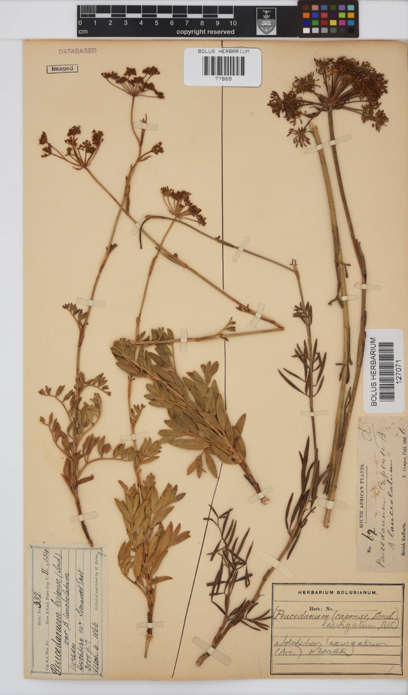 Notobubon laevigatum image