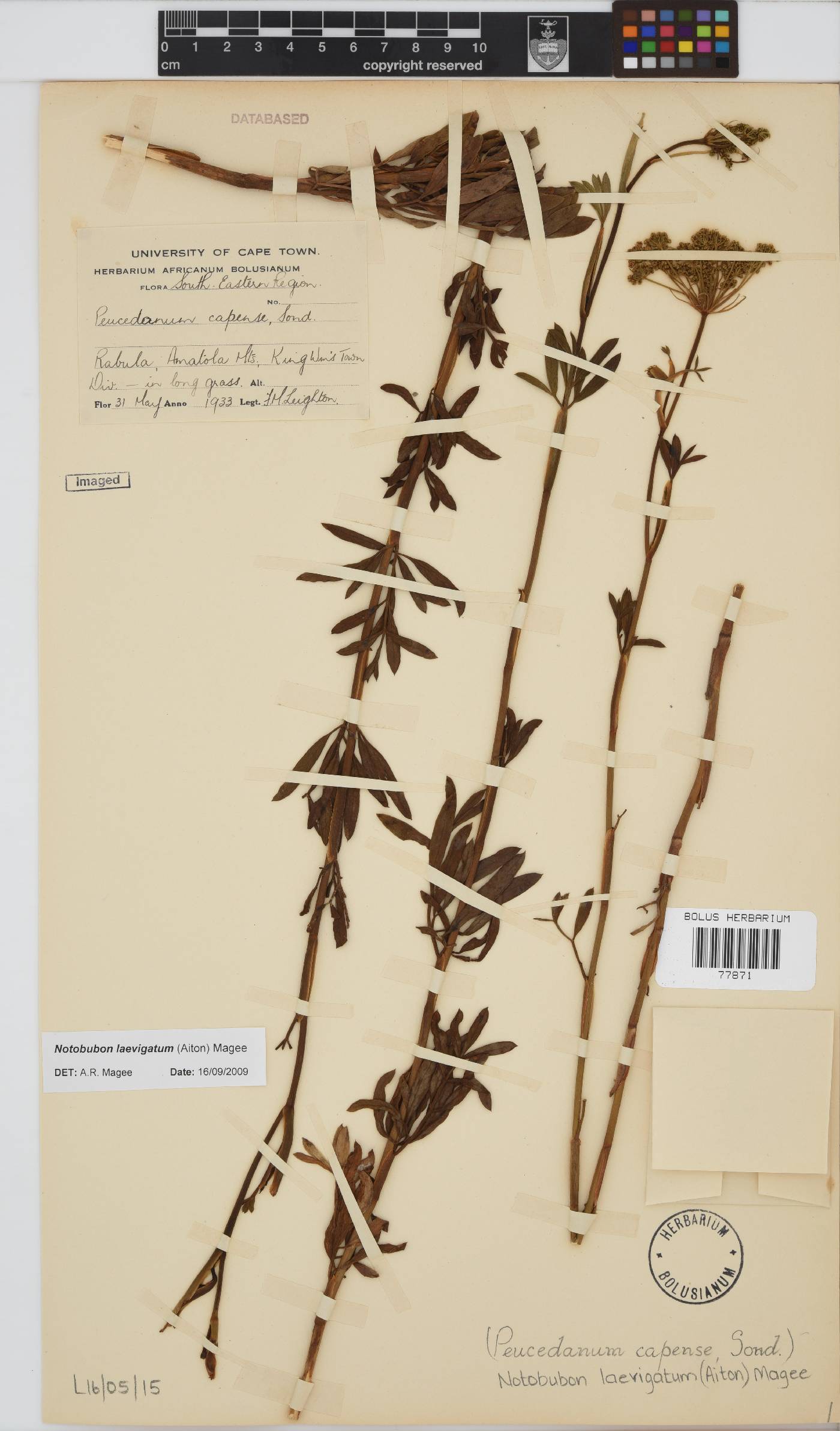 Notobubon laevigatum image