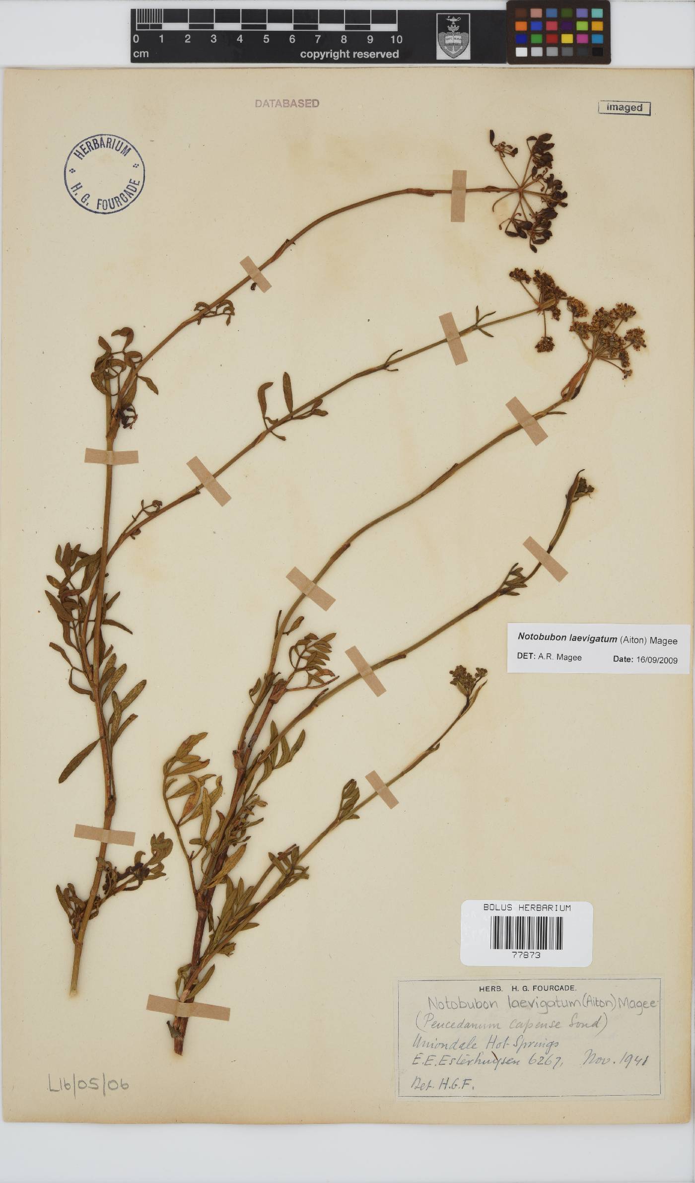 Notobubon laevigatum image