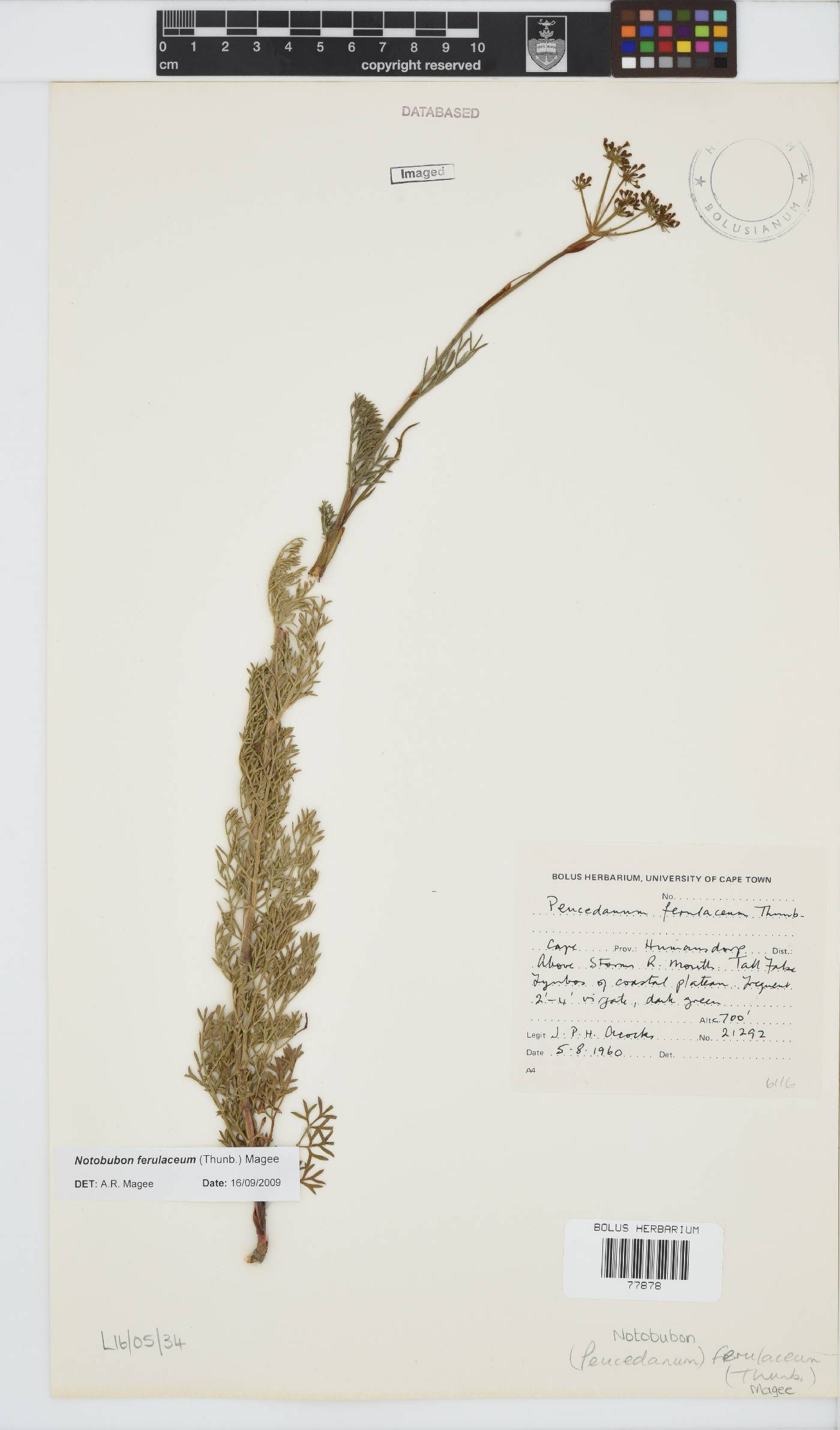 Notobubon ferulaceum image