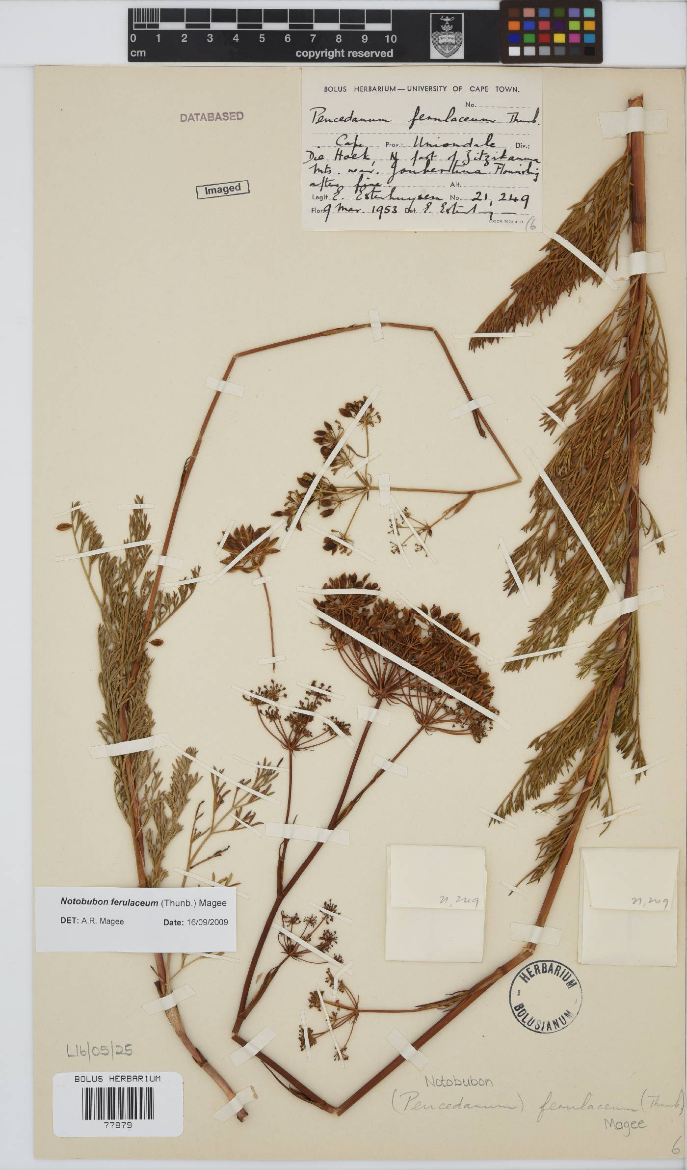 Notobubon ferulaceum image