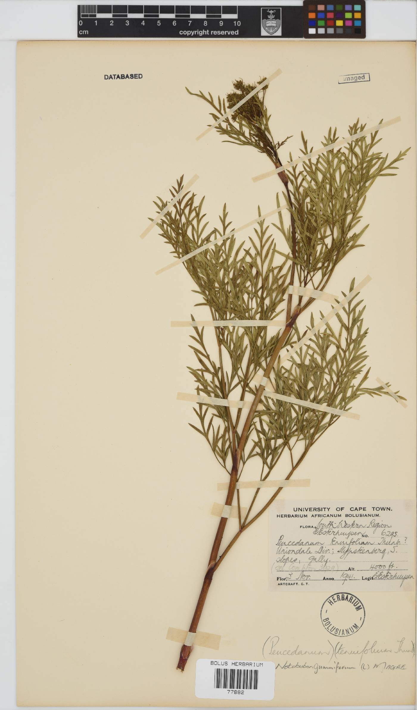 Notobubon gummiferum image