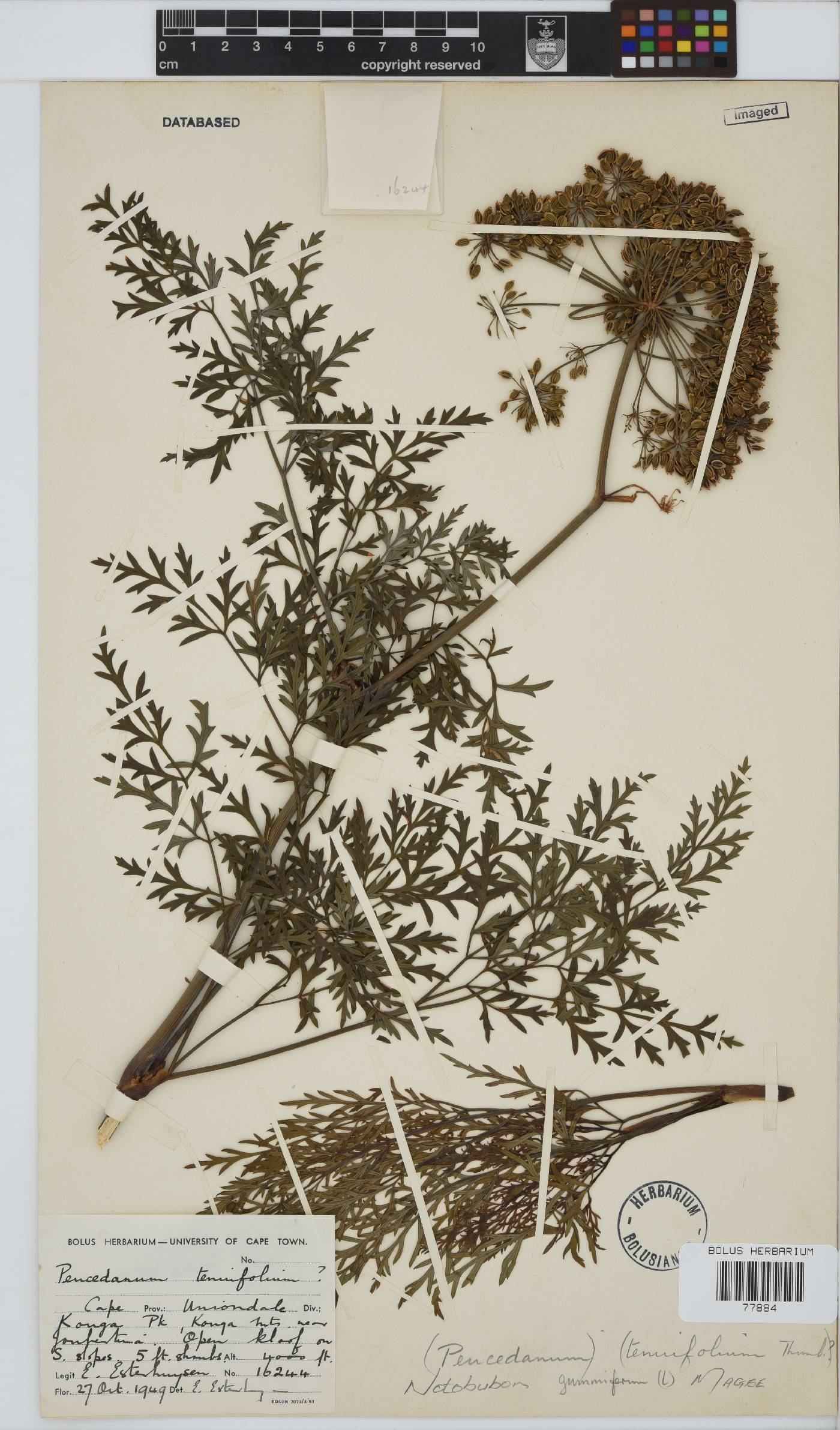 Notobubon gummiferum image