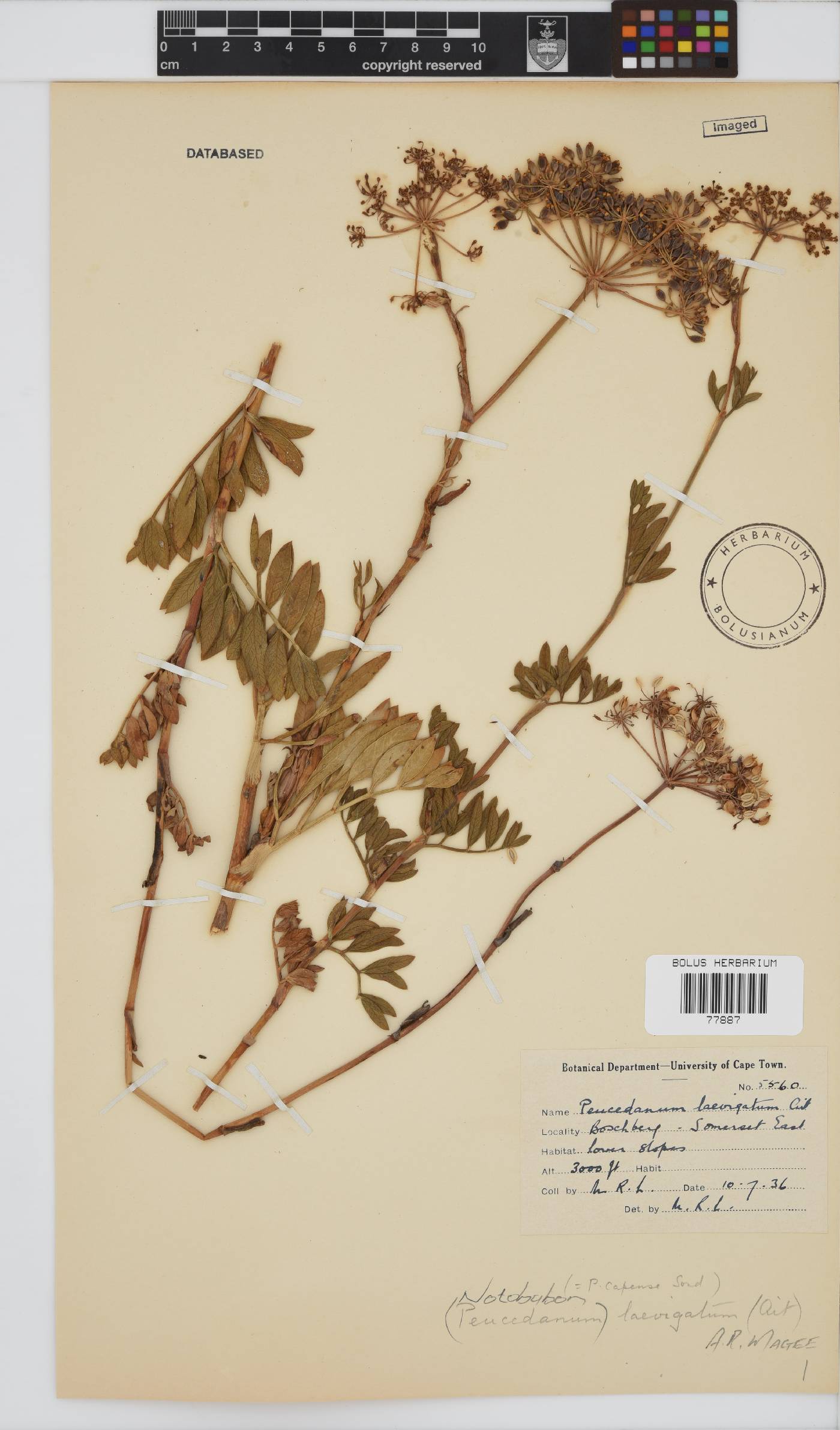 Notobubon laevigatum image