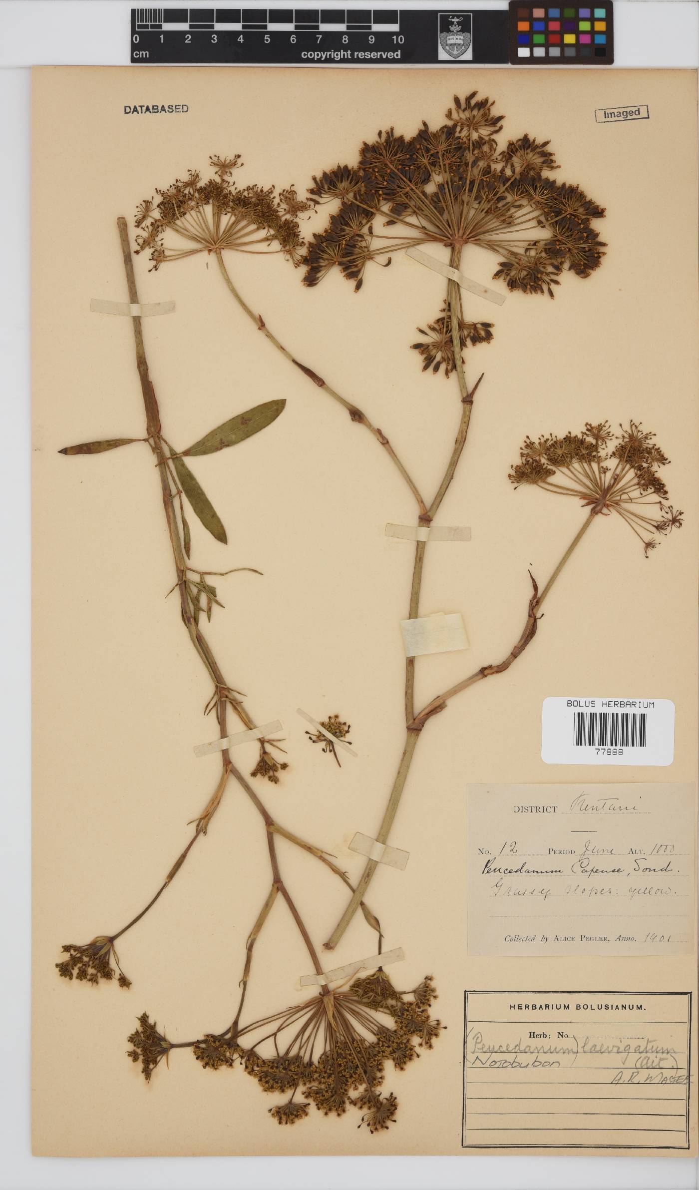 Notobubon laevigatum image