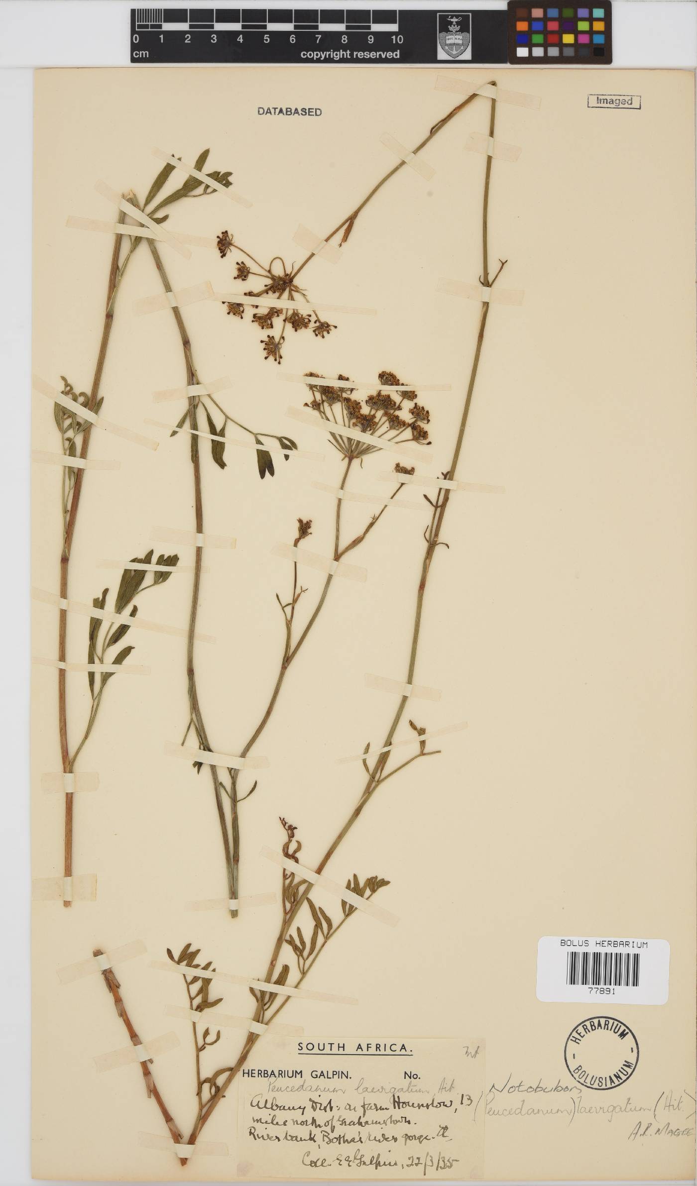 Notobubon laevigatum image