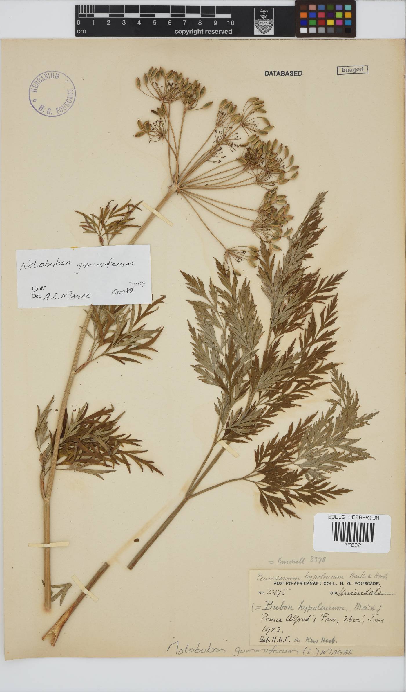 Notobubon gummiferum image