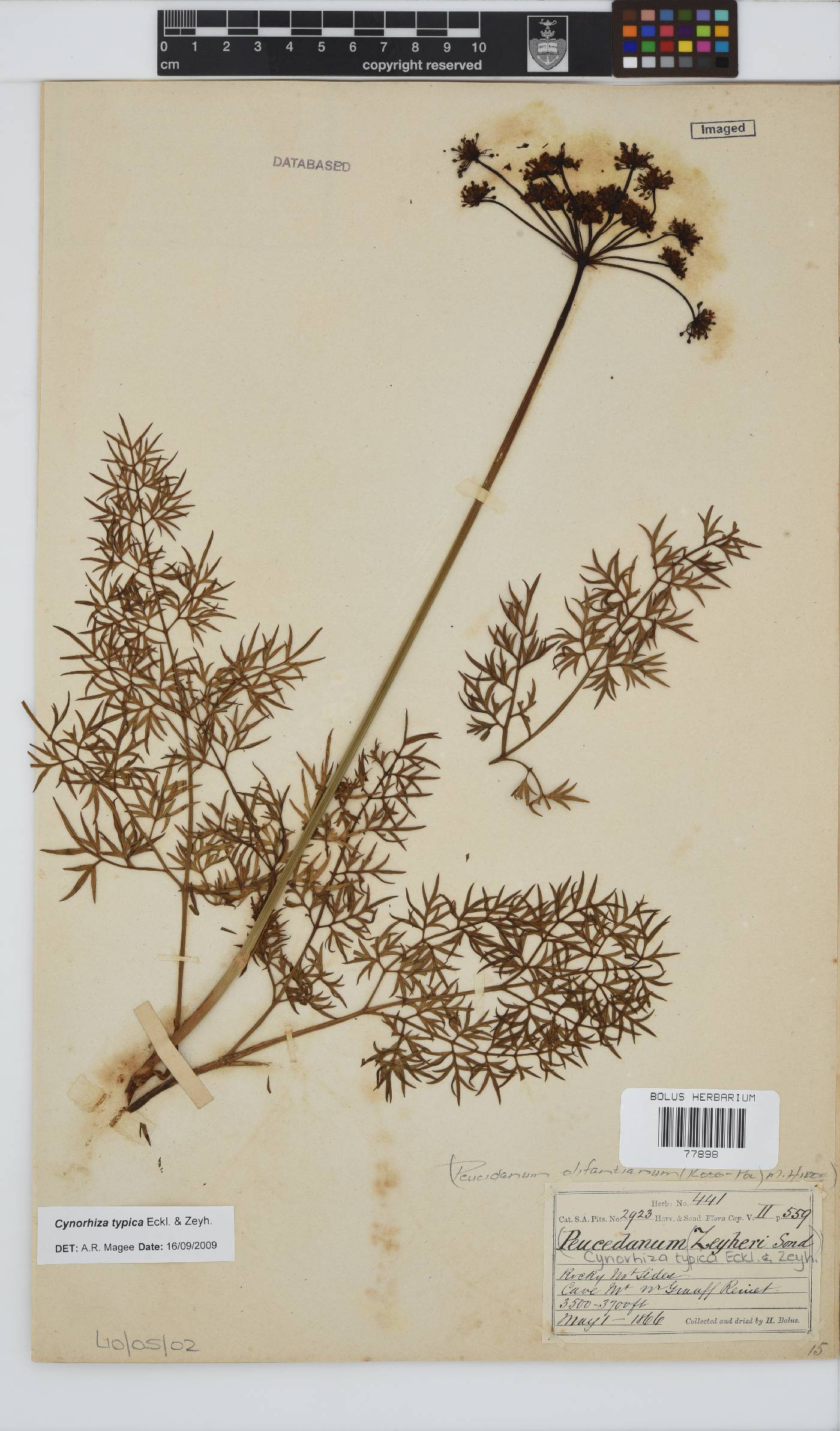 Cynorhiza typica image