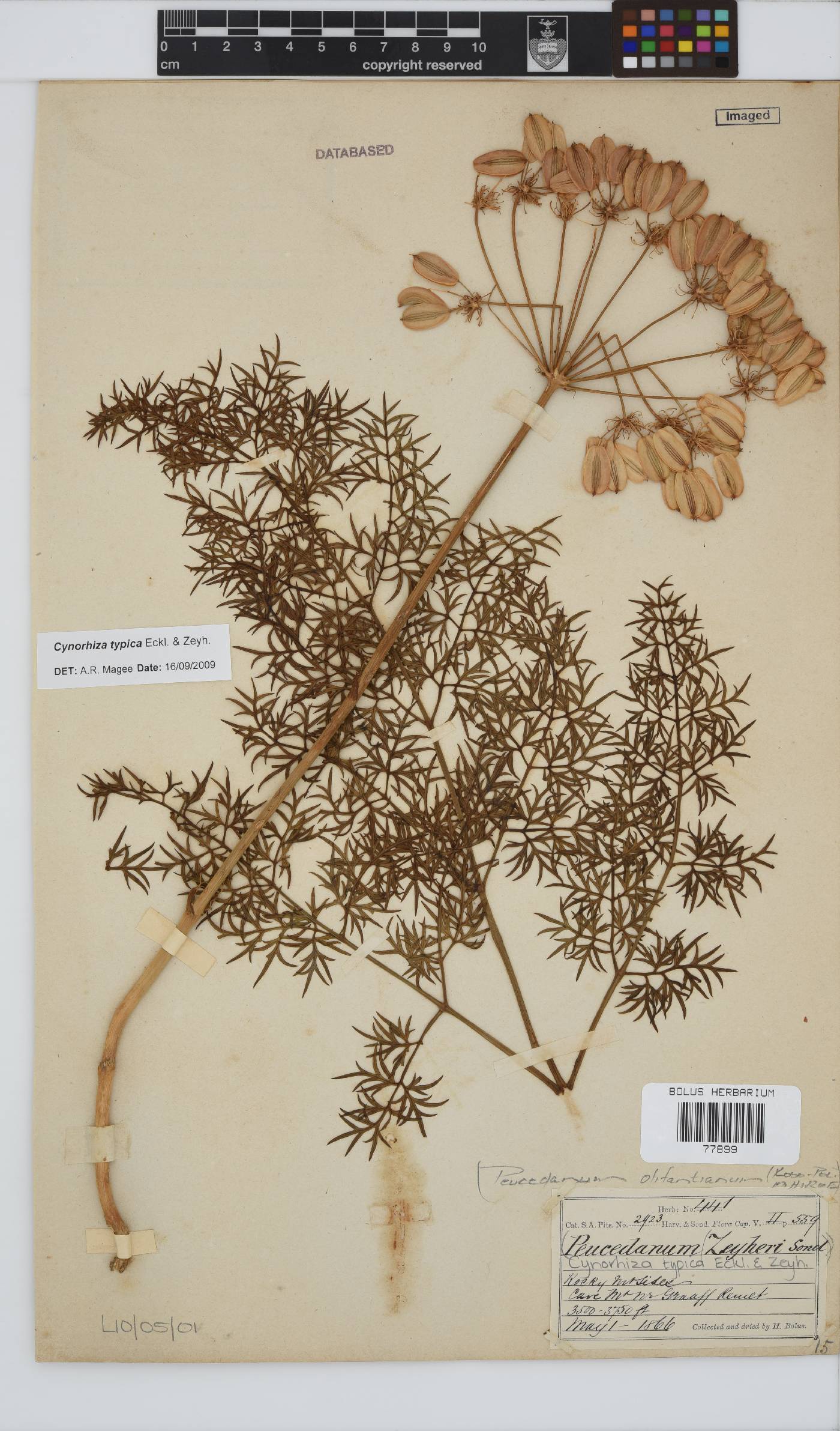 Cynorhiza typica image