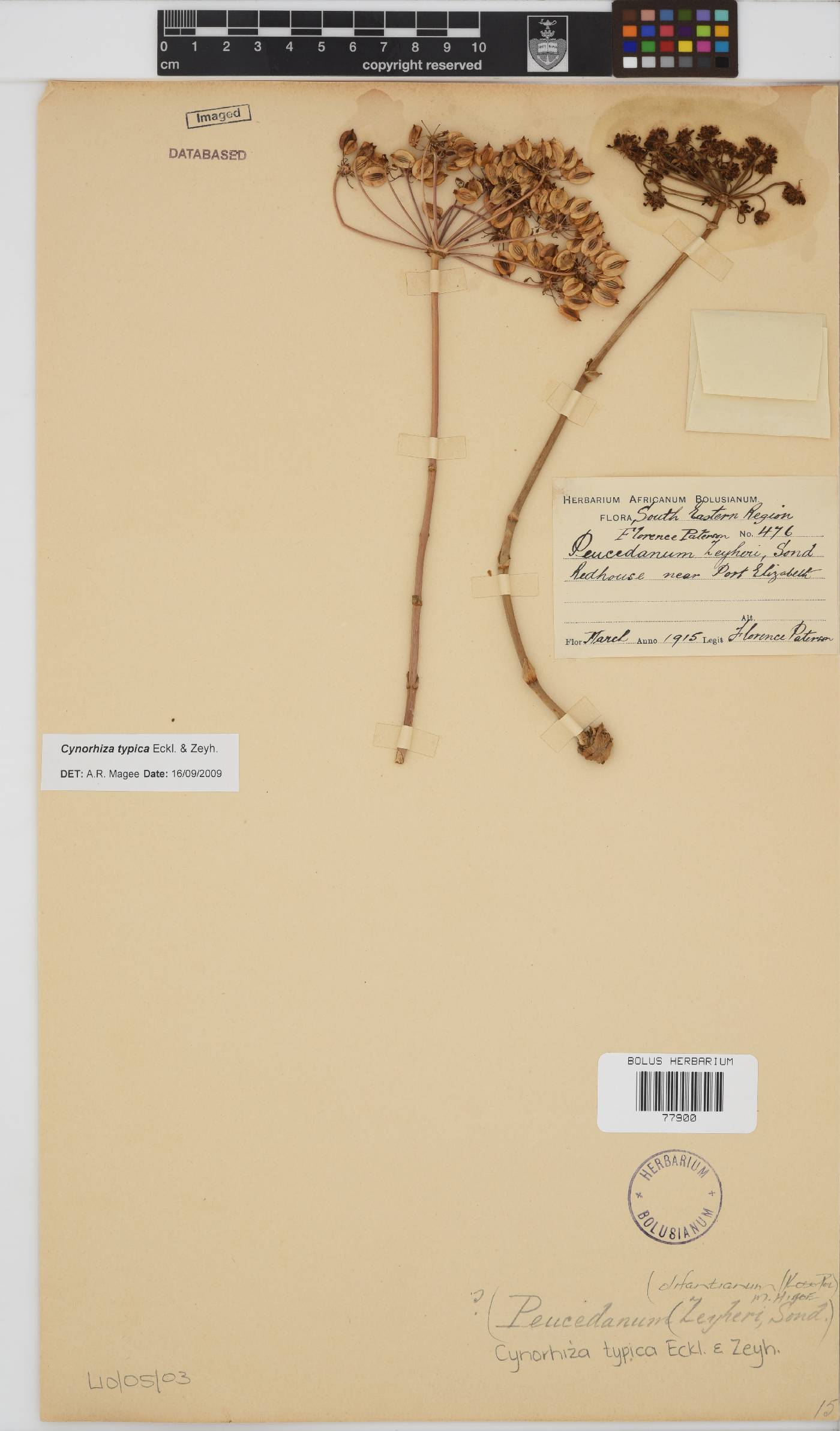 Cynorhiza typica image