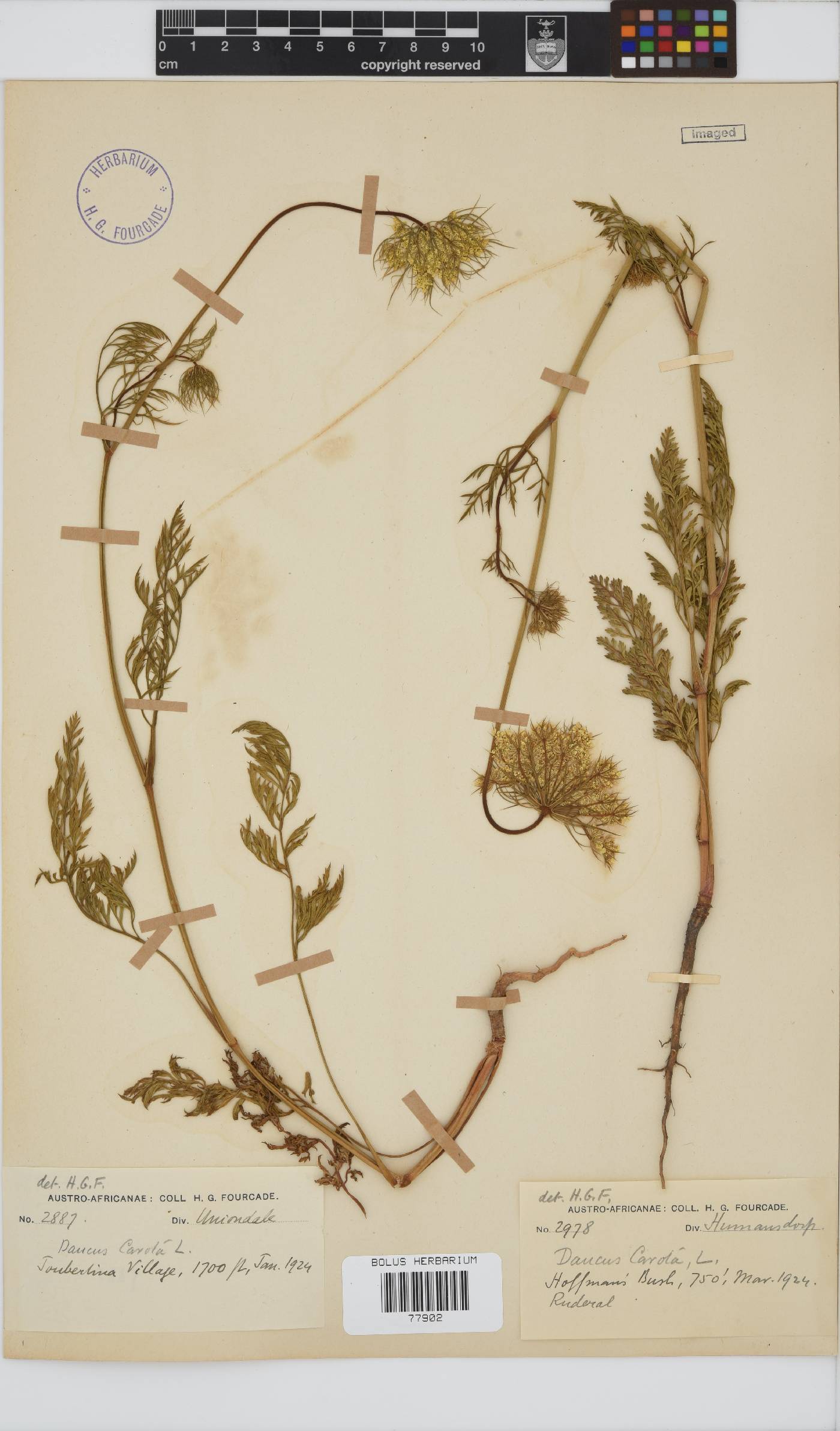 Daucus image
