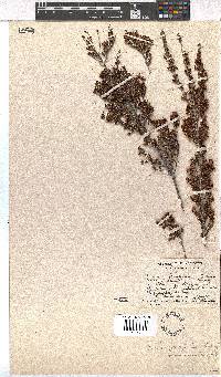 Erica simulans image