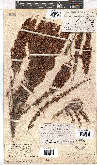 Erica simulans image