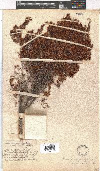 Erica simulans image